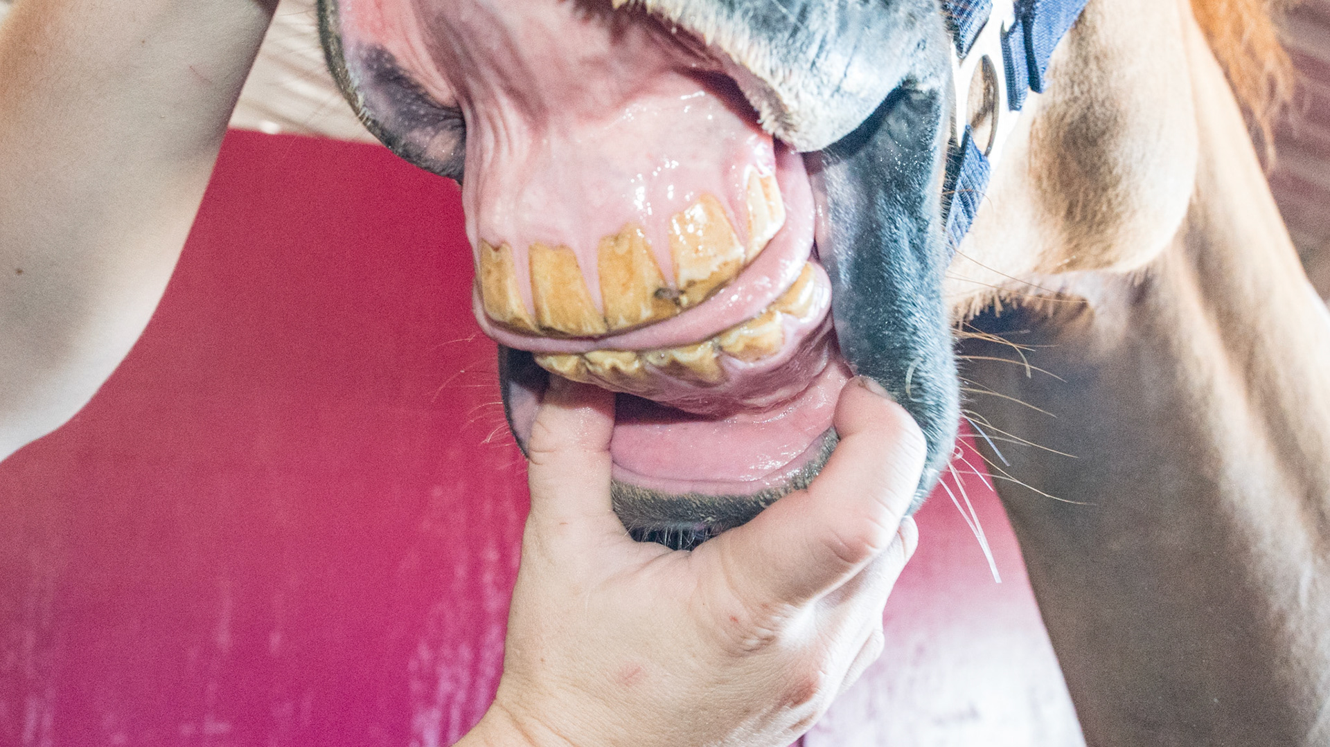 Rostral edges of incisors chipped and filed by rubbing teeth on hard surfaces.