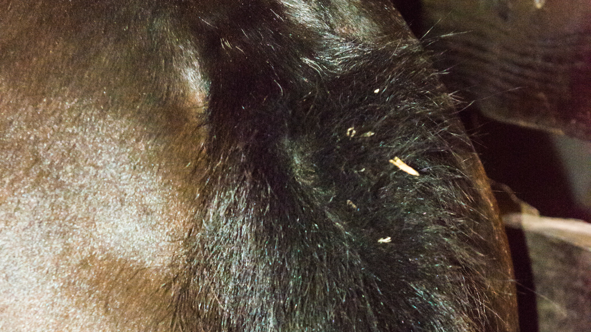 Tail rubbing leaves bent and broken tail hairs. The tail doesn't itch but what is underneath the tail does itch.