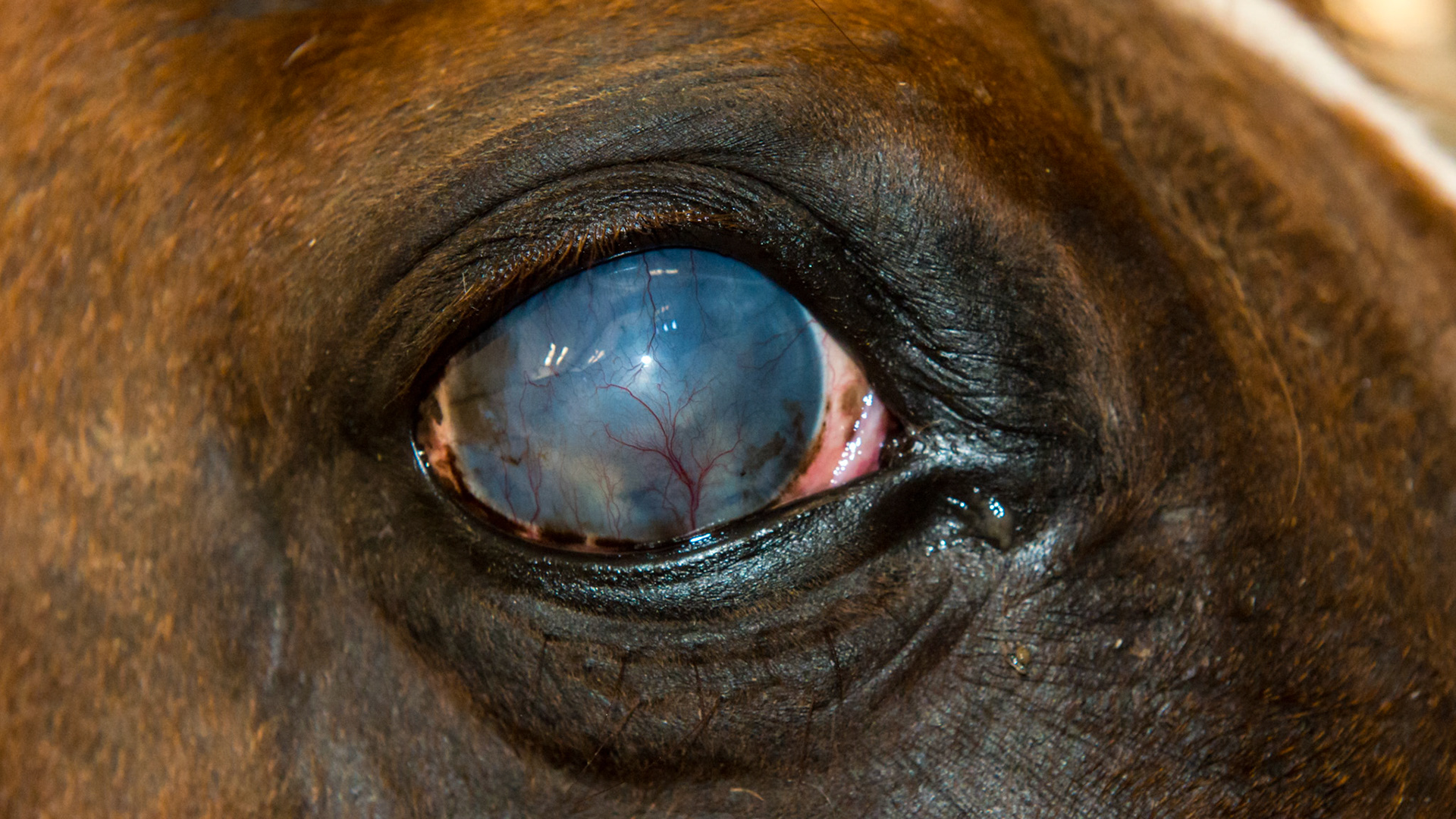 Horse A - Bilateral corneal opacity - The right eye