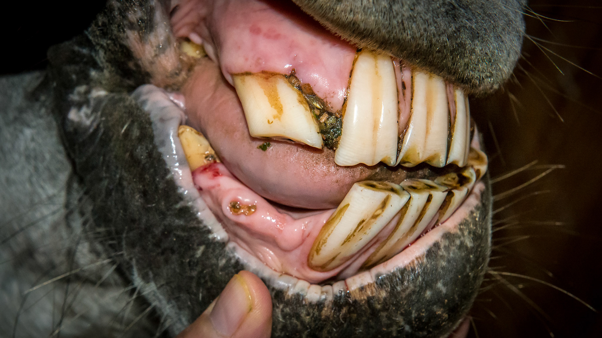 Incisor extraction horse - 1 ½  year after extraction of 402 and 403
