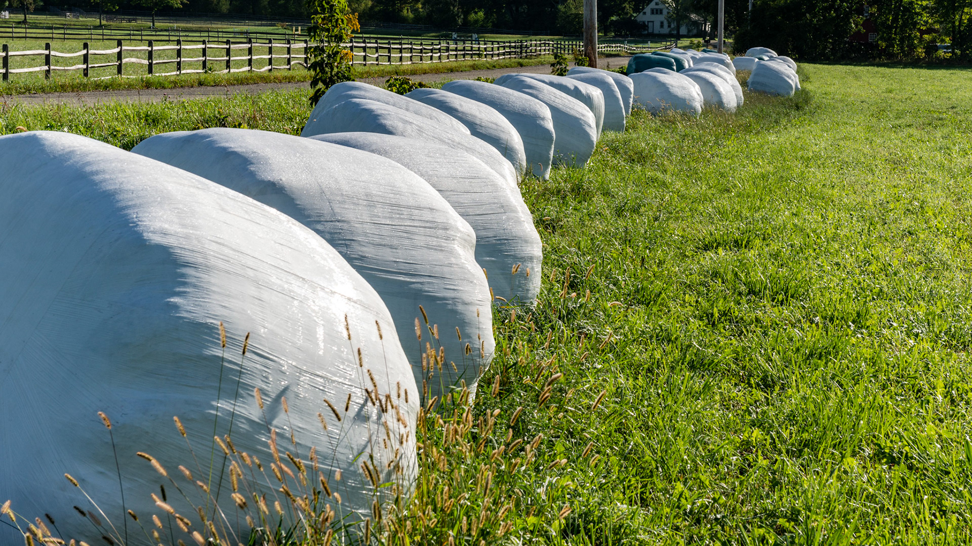 Hay baled and wrapped in plastic and stored alongside the road for use throughout the year