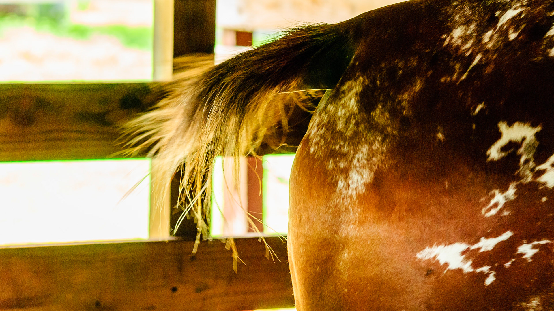 Rat tails on horses are common with Appaloosa and Curley horse breeds.  These tails have few hairs and can be just a stump.