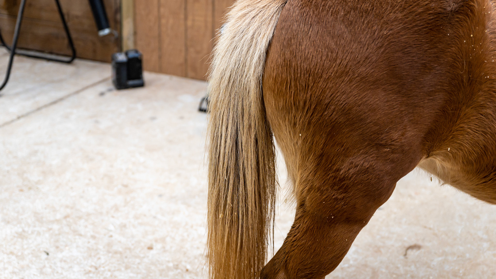 While this looks like a chestnut horse, it is not. There are dark lower limbs and a sooty appearance to the flaxen mane and tail. This is a silver modified bay with a single dilution of cream (buckskin).