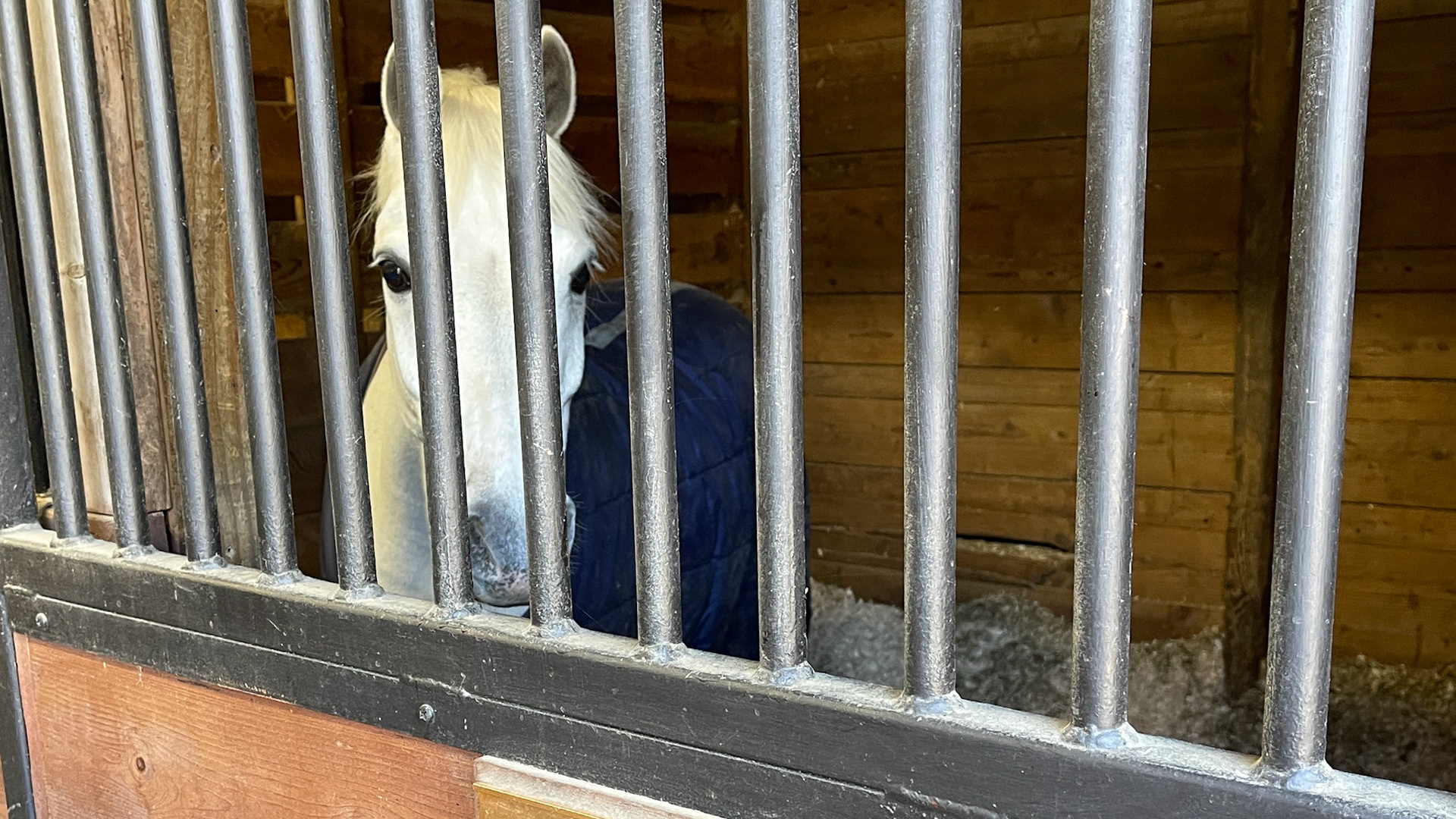 109 palatal sagittal fracture piece extracted from this pony without medication. Note the curved end where it had been pushed away for a long time. Also, there was a mirror fracture at 209 that had passed some time ago. 12 year old pony.