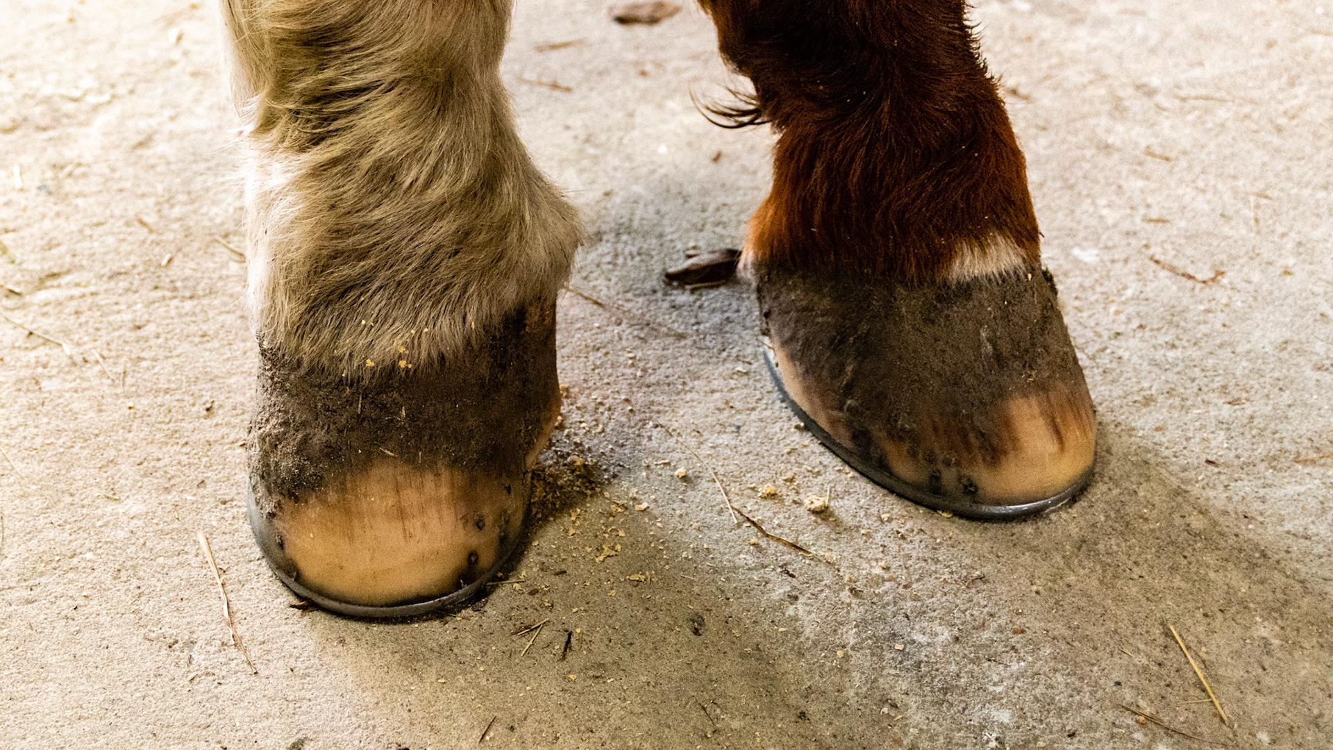 23 year old QH injured as a foal (unknown cause and treatment). Sound with shoeing.