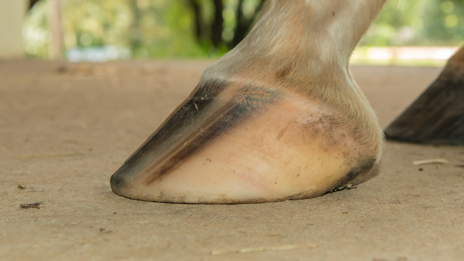 Horse A - LF - Broken pastern hoof axis with crushed hoof tubules and under-run heels.