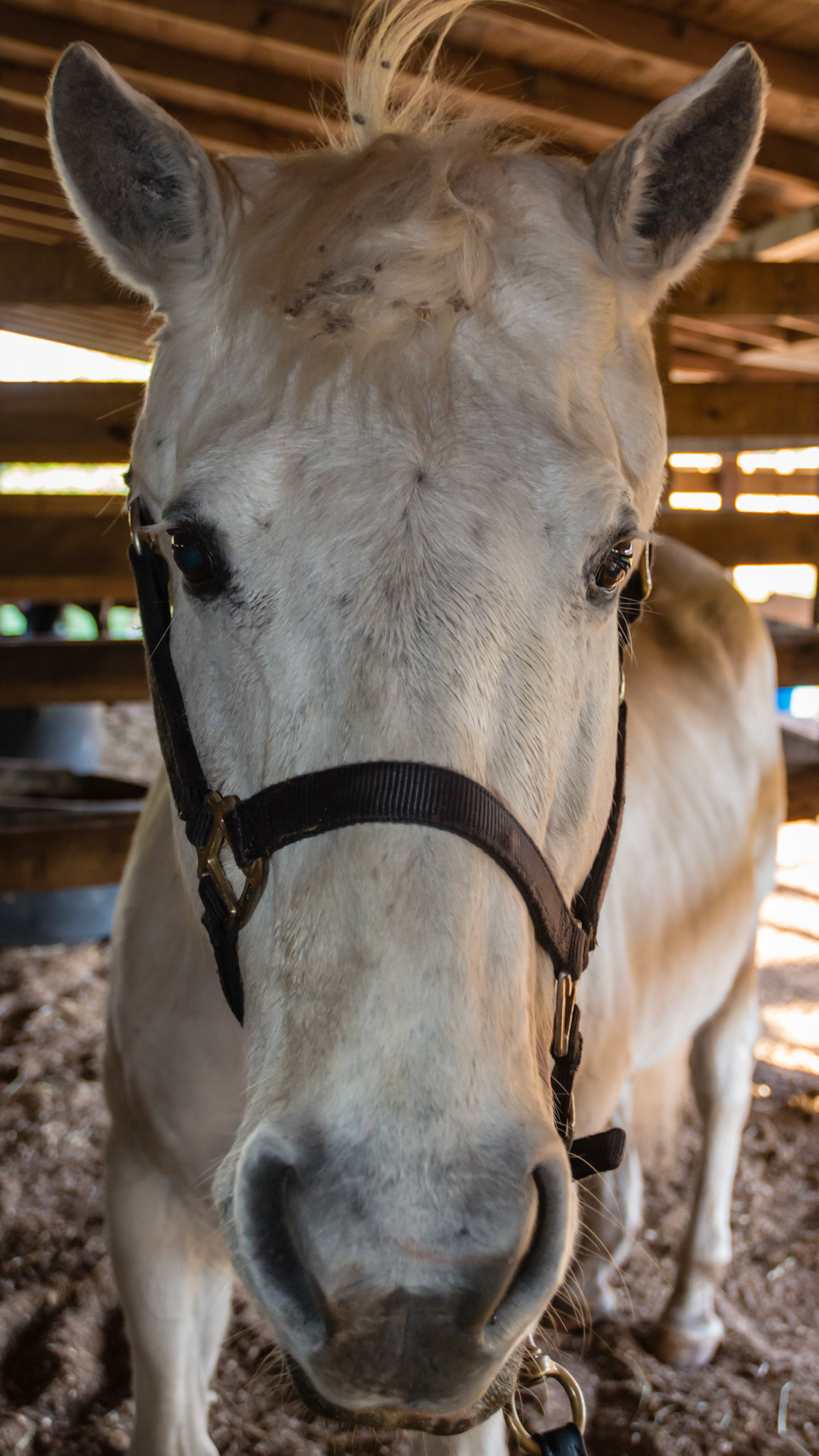 Melanoma in a 25 yr old is large at the base of each ear.