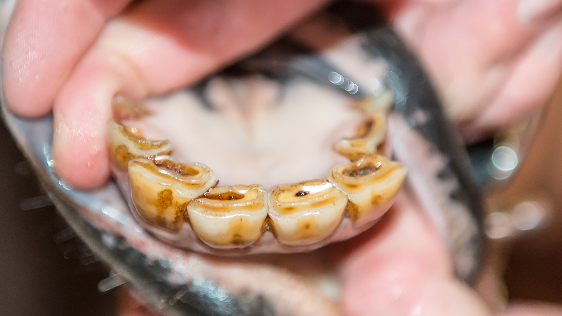 Disorganized lower incisor arcade common in small mouths.