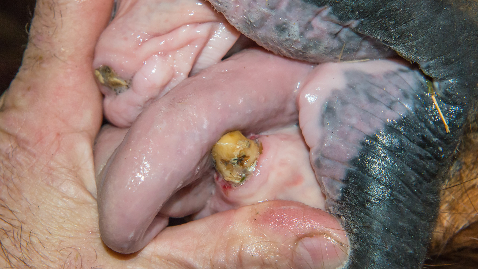 EOTRH horse 5 - 2 years after extracting all incisors except 403. Note how the tongue hangs out without the incisors blocking it.