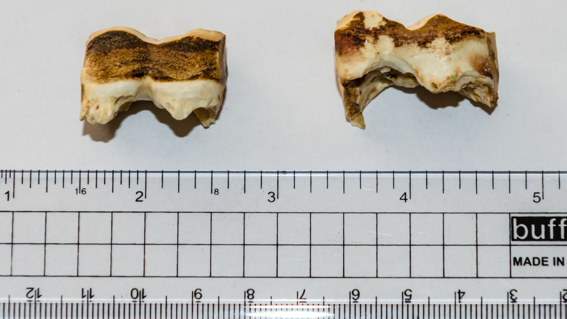 These cheek teeth caps are unusually thick and resisted shedding because their size wedged them inbetween the 2 neighboring teeth.