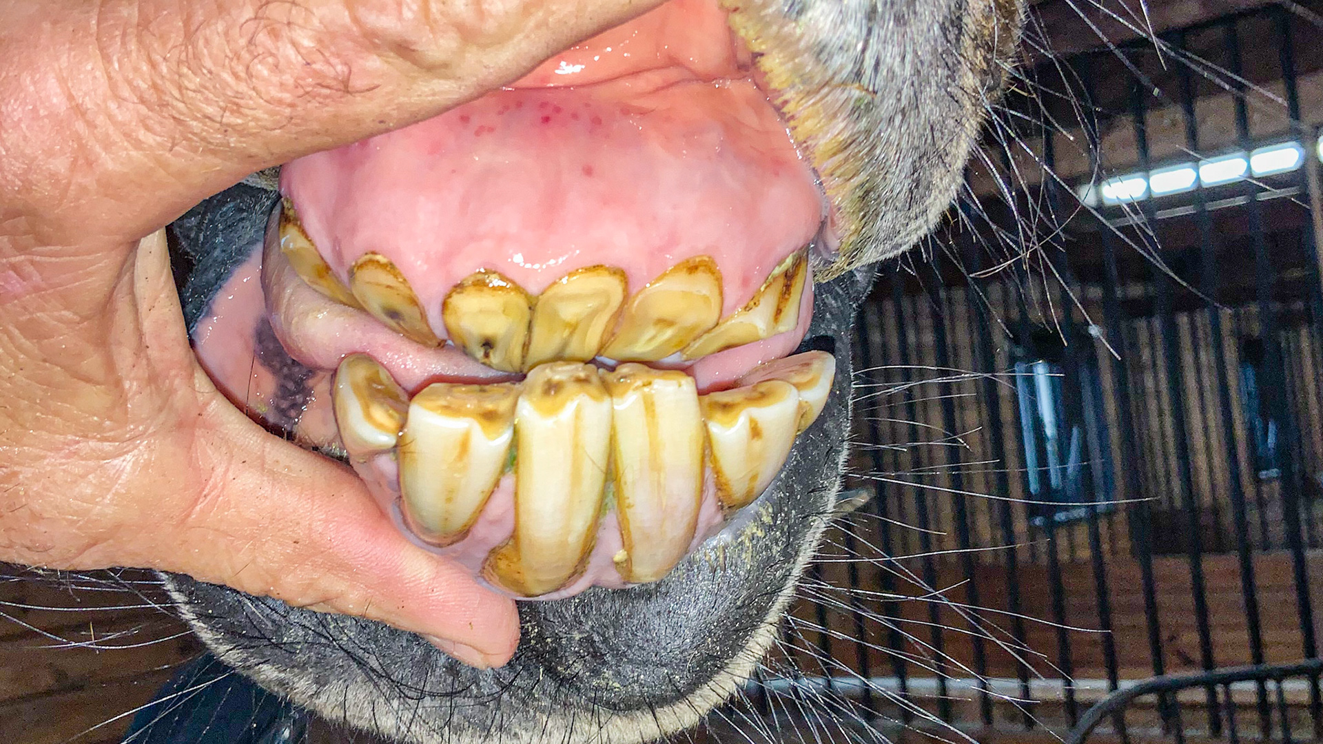 EOTRH in a horse with upper incisors worn to the gums. Petechial hemorrhage spots are seen just below the upper finger and the gums have receded on the central lower teeth.