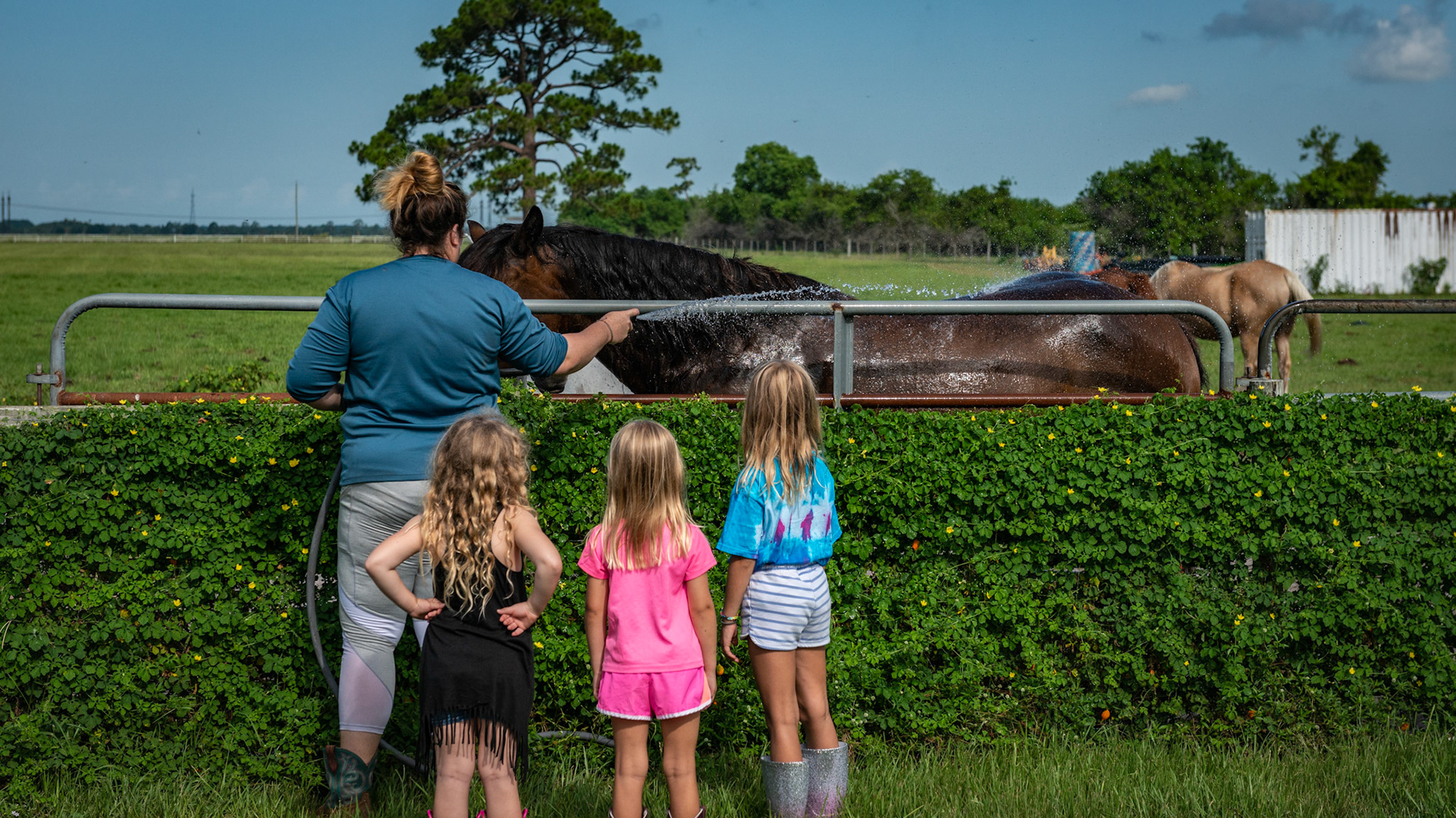 Horses line up for a cold water hosing in the hot Florida sun.  Non-sweating horses need shade, wind and the cooling effect of evaporating water (see misting fans and sheds in the barn / farm section. Also see the blog “No Sweat”).