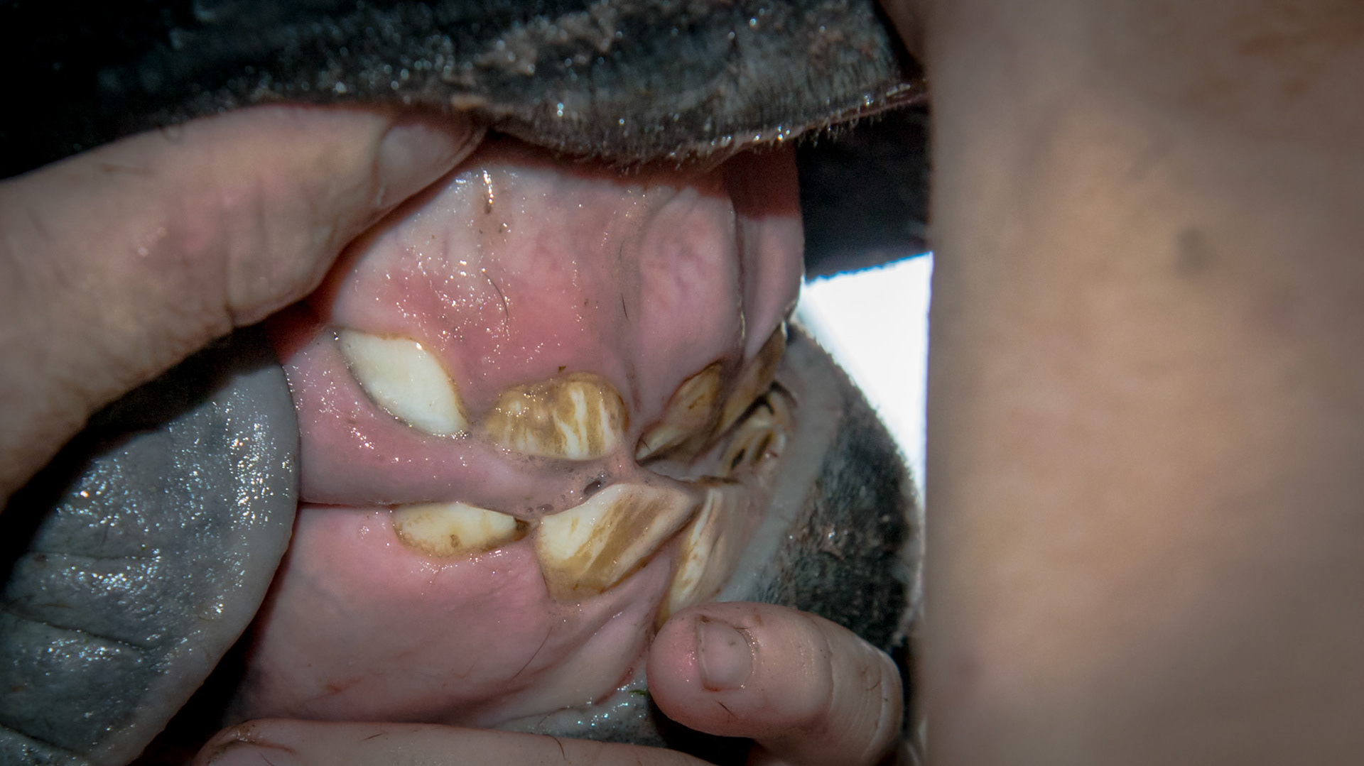 Underbite of a 4 yr old Percheron mare. Also the incisors are misaligned and there is hypertrophy of the gum tissue around the lower incisors.