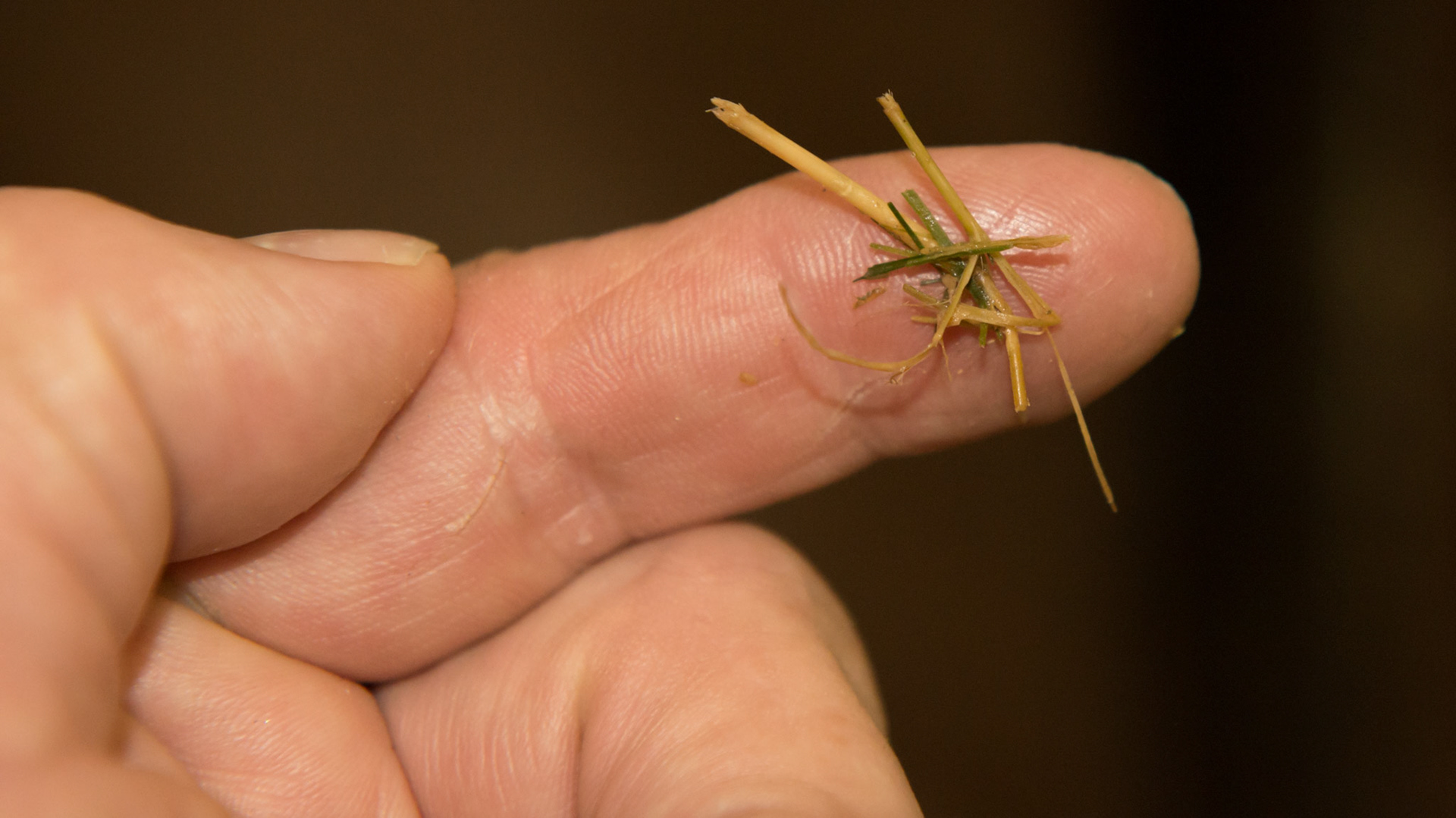 Tunnel horse - This amount of hay was found in the tunnel from the previous image.