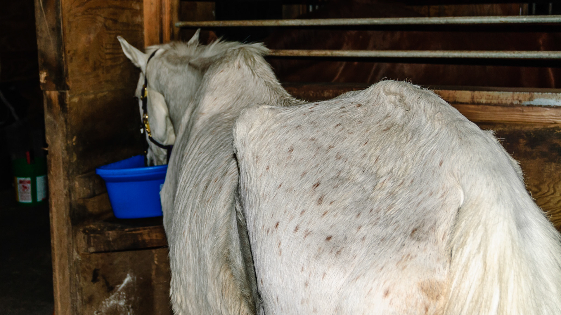 Horse A - BCS 2 - Very Thin ~ Emaciated. The skeleton is clearly visible but there is still a little fat tissue under the skin and the horse has some vitality to the skin. There is a space between the inner thighs.  This is a very old horse that is in the best of care, just fading away with age.