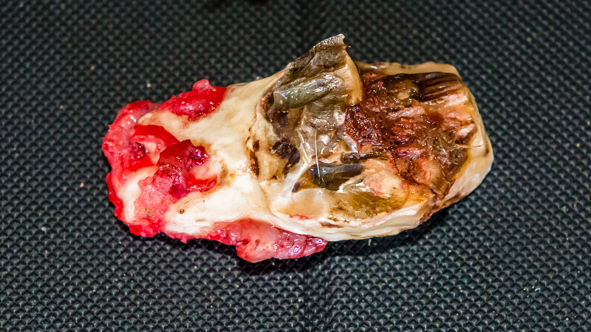 Examples of end stage teeth where the cheek tooth is held in place by only a few tufts of tissue (red). These teeth wiggle under finger pressure and are often extracted by fingers or a slight tug with forceps.