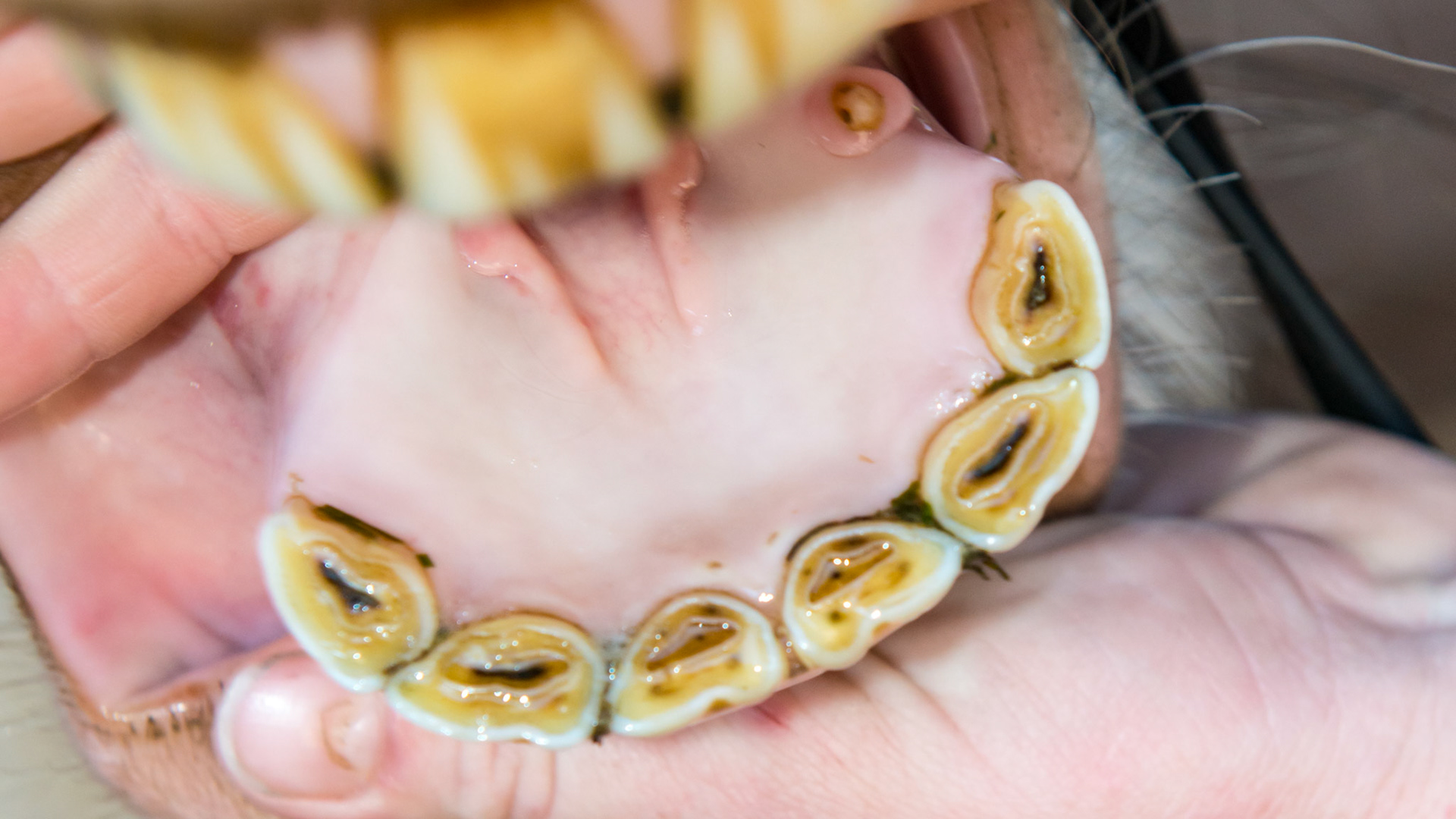 4/25/2007 = 07yr old Gypsy Vanner mare - note the 305 canine in this dominant mare