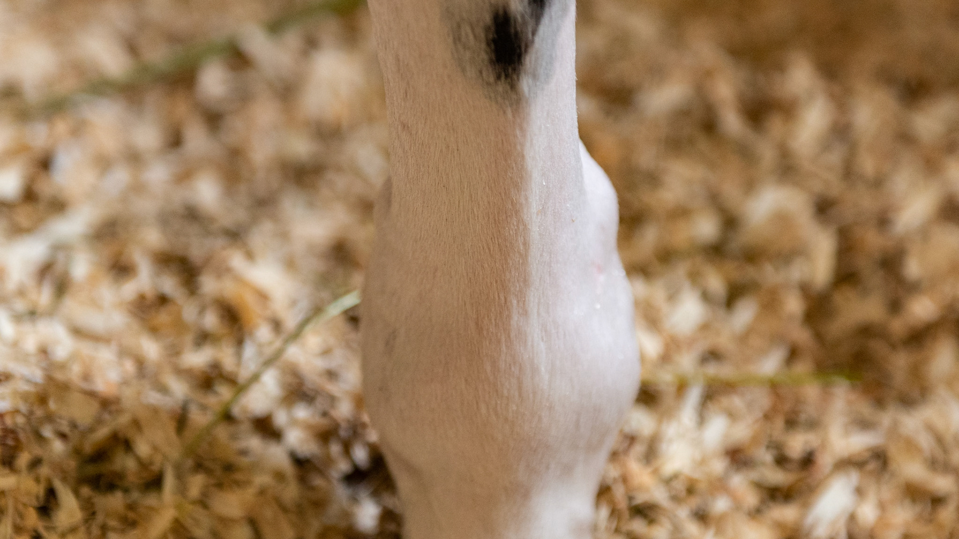 Wind puff - or distention of the fetlock joint capsule - is seen above the joint here on the lateral aspect of the left forelimb. Notice that the distention is predominantly on the lateral side.