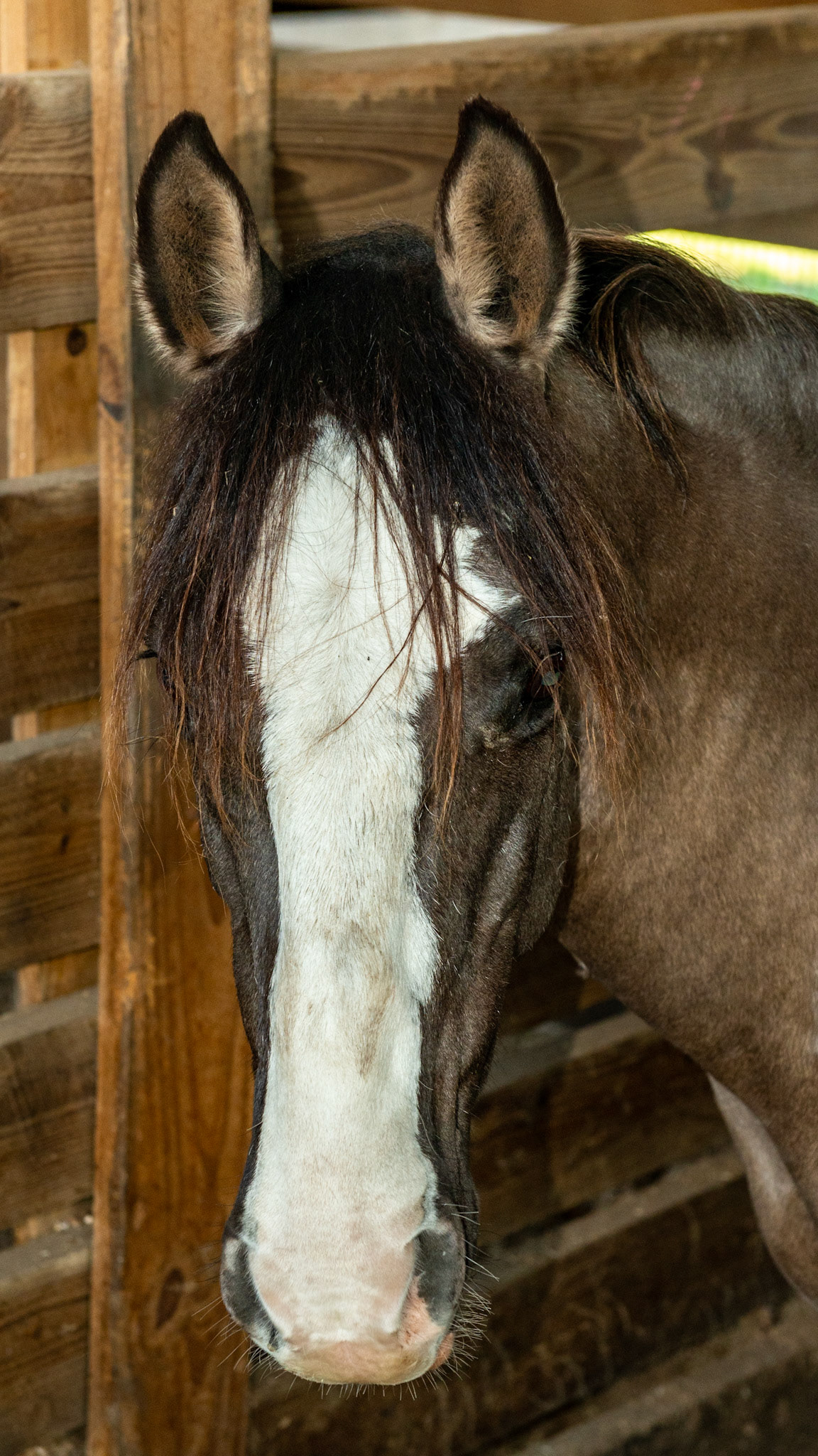 Grulla (Grullo) color has individual hair shafts that share the colors that make up the coat unlike a roans that have a mix of individually colored hair shafts.