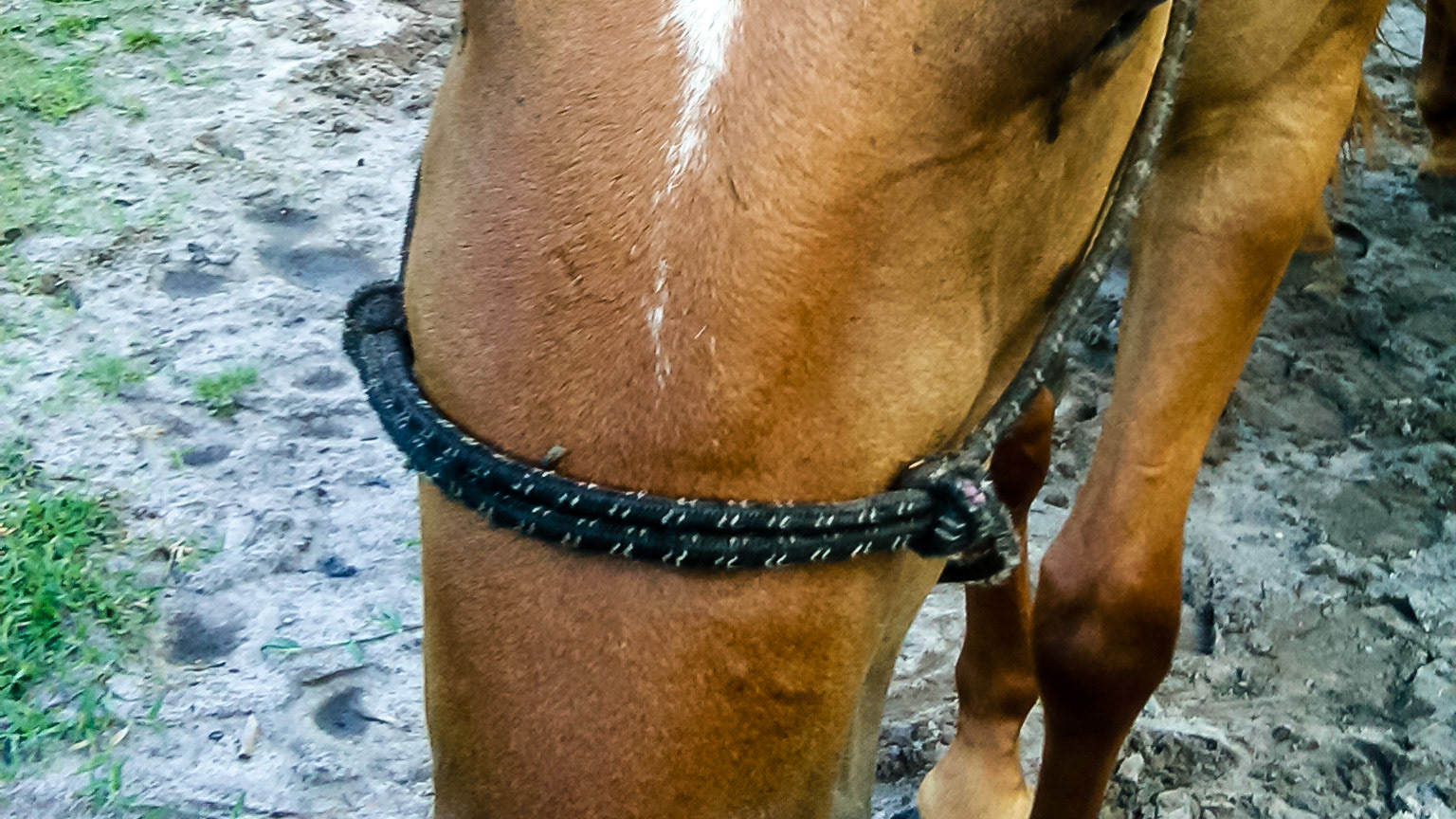 Trauma to the face with obvious swelling. Underneath the skin is a flat bone covered with a thin layer of periosteum which often proliferates leaving large hard bumps for months to years. It is important to reduce this swelling with ice and, after drying, adding DMSO to reduce the proliferation of the periosteum.