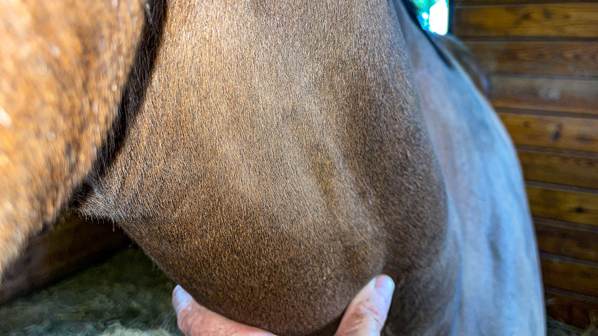 Thrombosed veins on the side of the head with overlying gray hairs. Unknown cause but trauma suspected. The jugular on the left side is active and fills with blood when occluded with the finger.