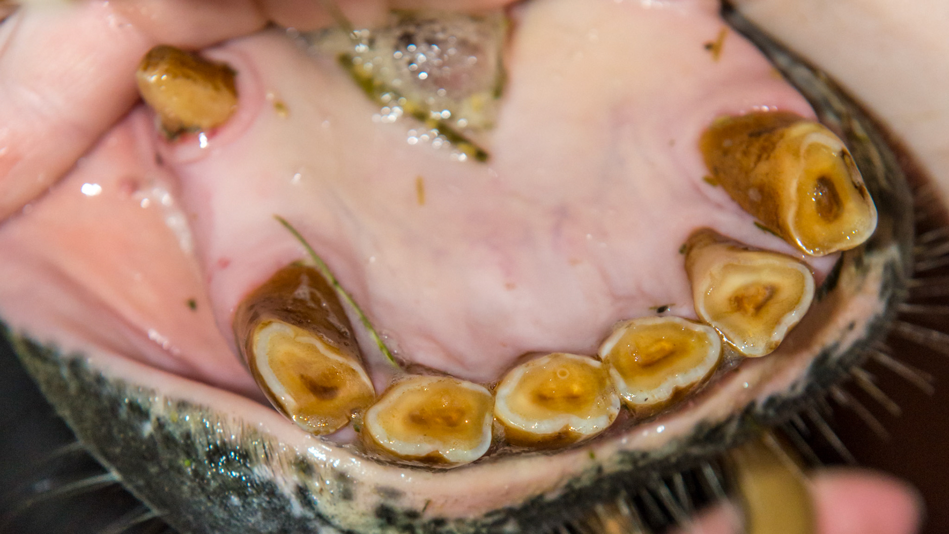 EOTRH horse 13 - 5/1/1995 = 18yr 4mo - early EOTRH with gum recession, bulbous profile and stippled gums.