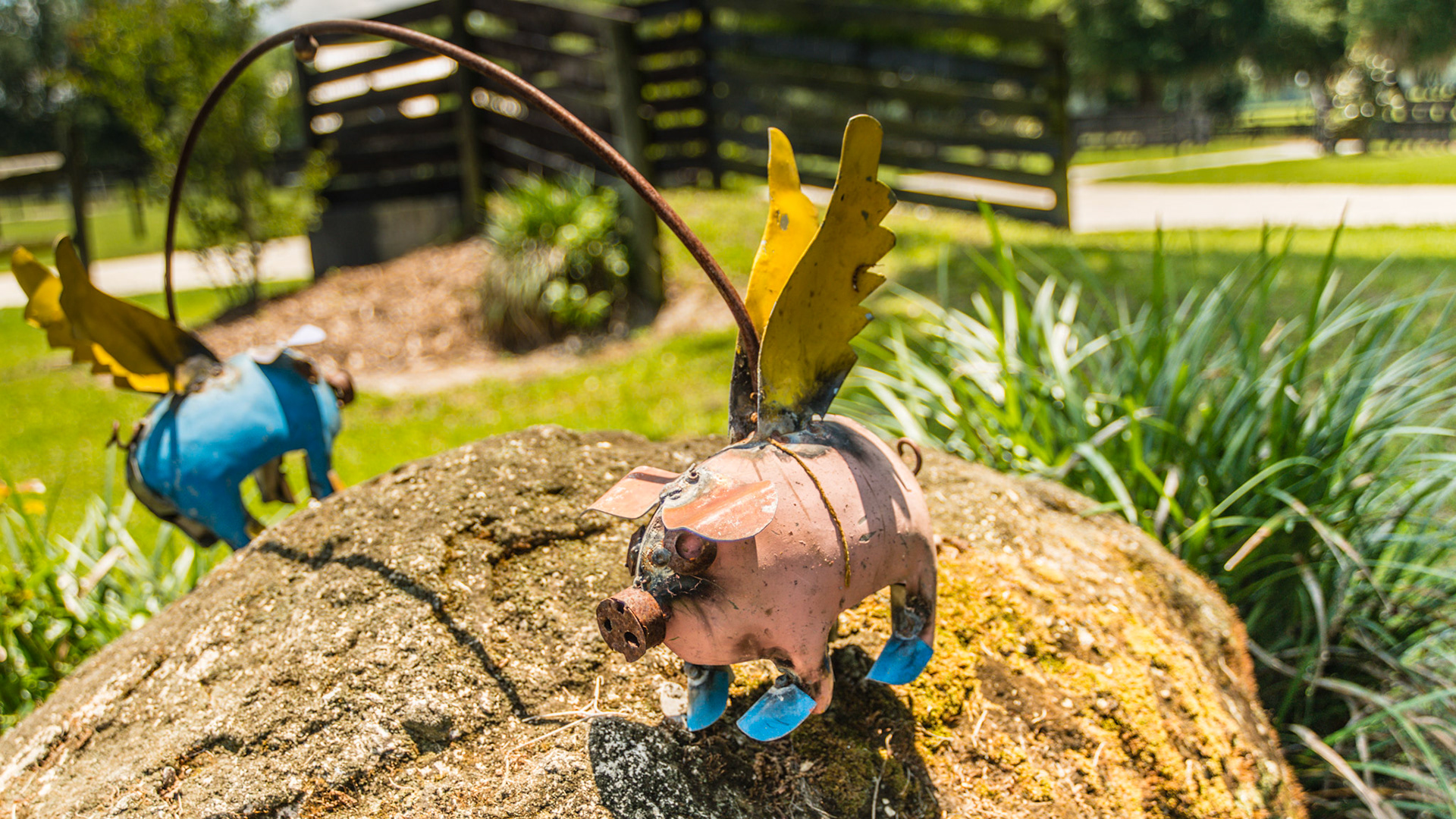 Pig art outside a barn in Williston, FL