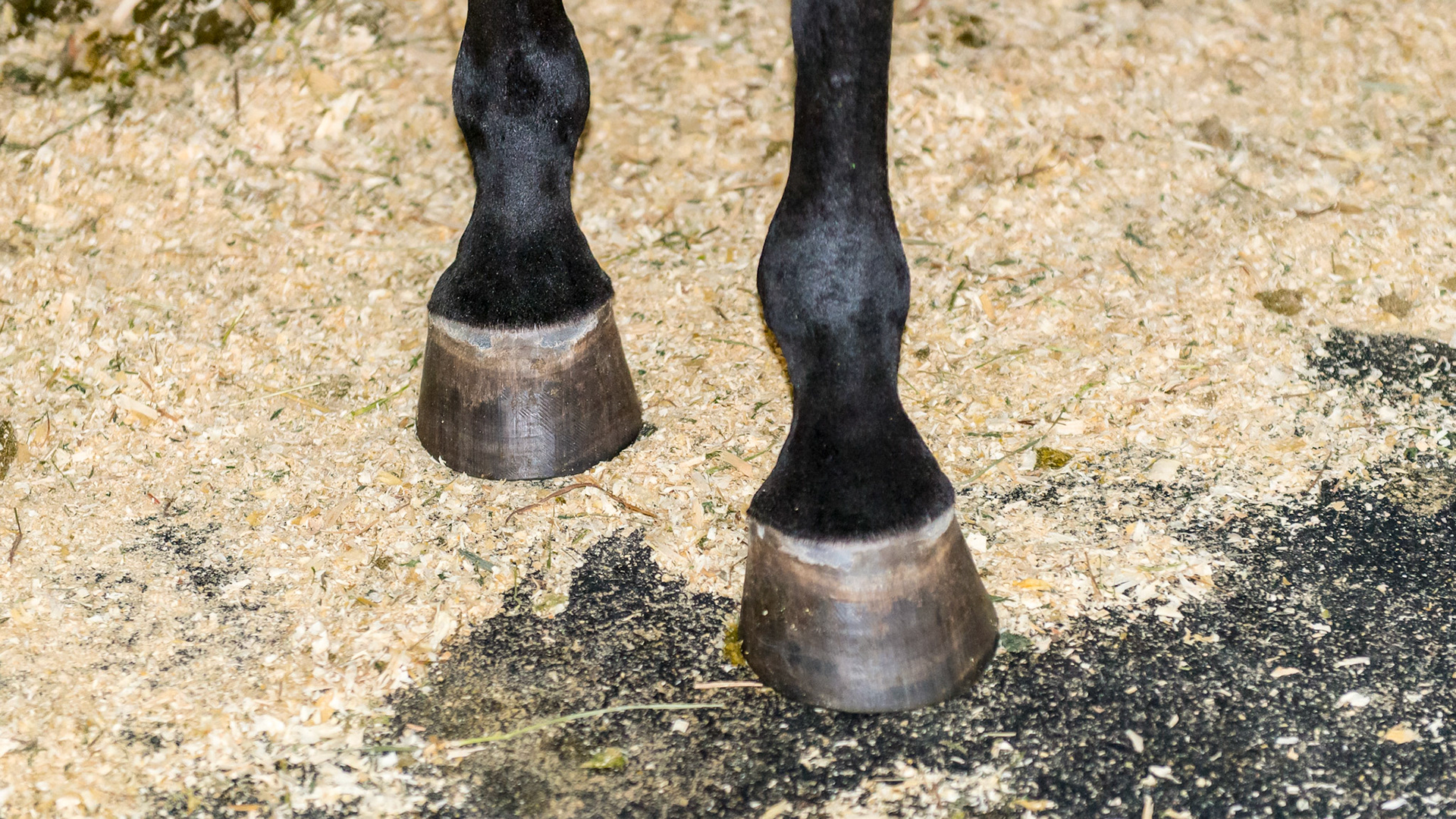 Normal hoof shape in a 5 yr old Lusitano. Note the symmetric angles of the medial and lateral hoof walls, the roundness, and the size of the hoof for the horse.  Perfect hooves.  This horse has never been shod and has been turned out in a large Kentucky field with 100 other horses.