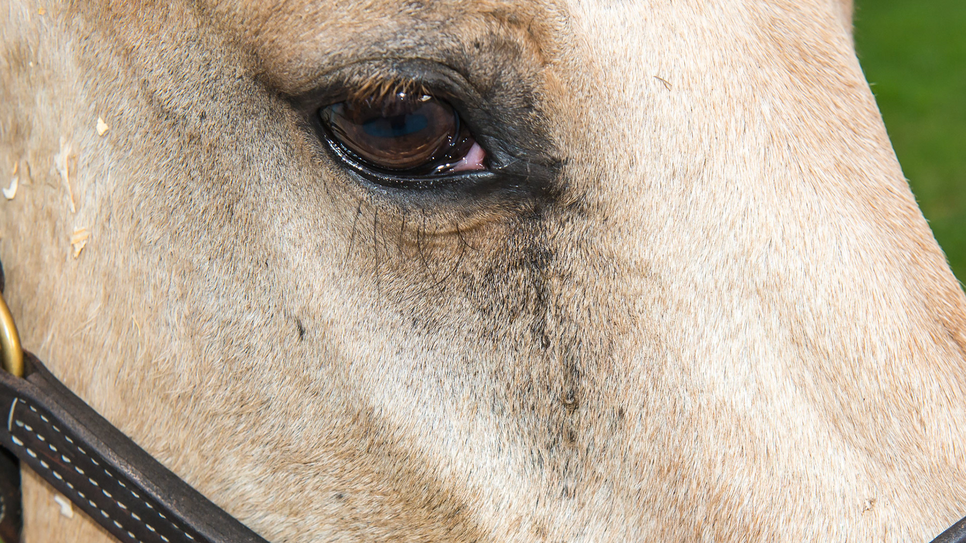 Horse J - The nasolacrimal ducts 12 hours after receiving the ophthalmic steroid ointment.  The tear overflow from the lower lids has diminished and there is a little moisture at the duct opening.  The medial canthus (corner) of the right eye also looks less inflamed.