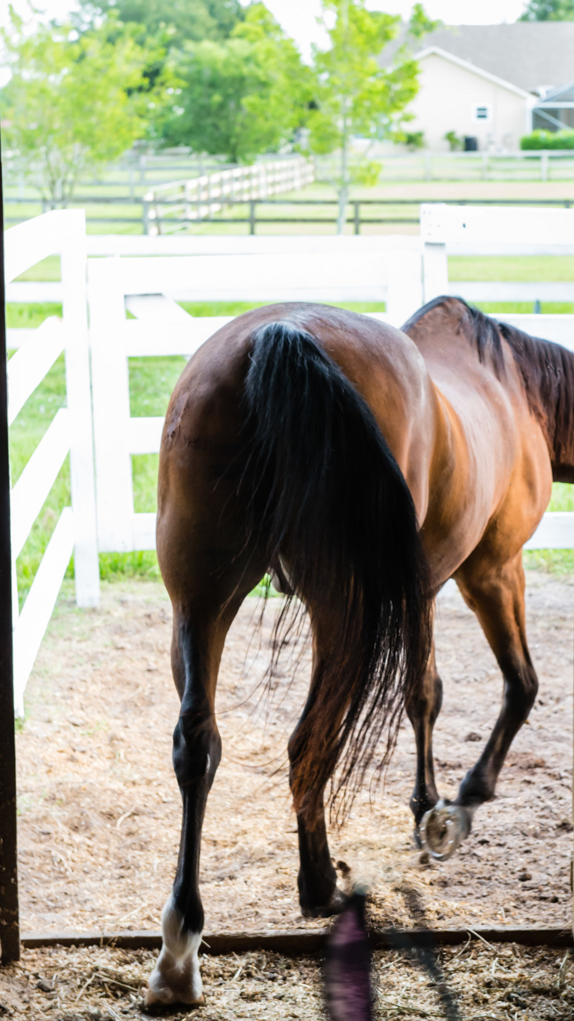 EOTRH horse 8 - 3/26/1981 = 32 years old - He has good BCS and shines.