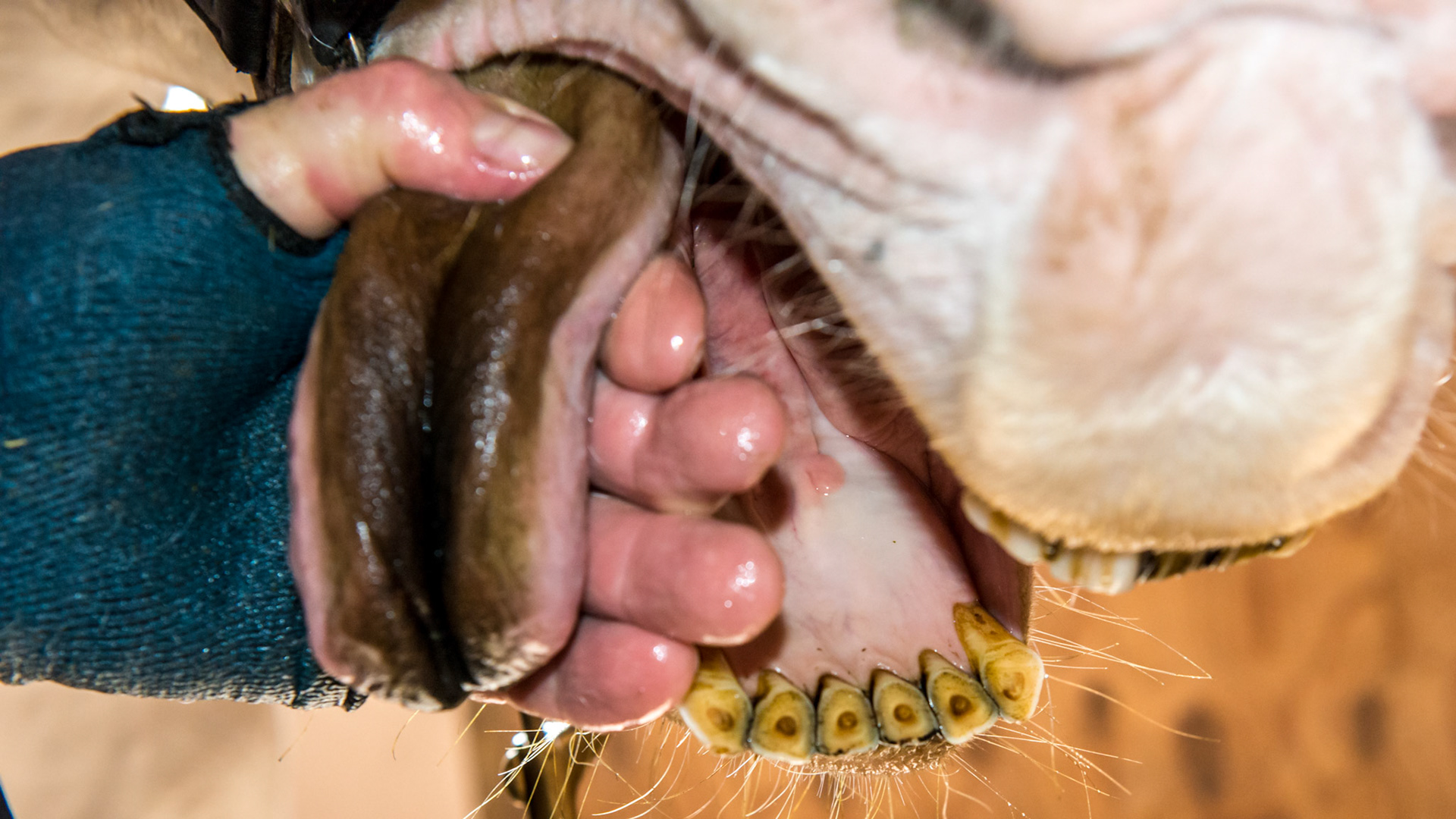 Horse B with a blackened tongue from eating something in the pasture - clover? She is the mother of horse A with a black tongue - turned out on same farm but different pastures next to each other.