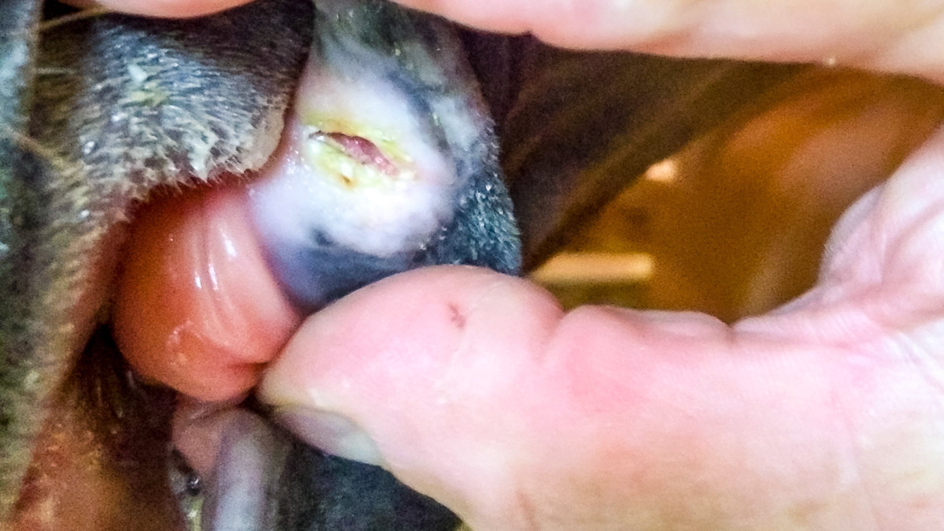 Old cut on the corner of the lip.