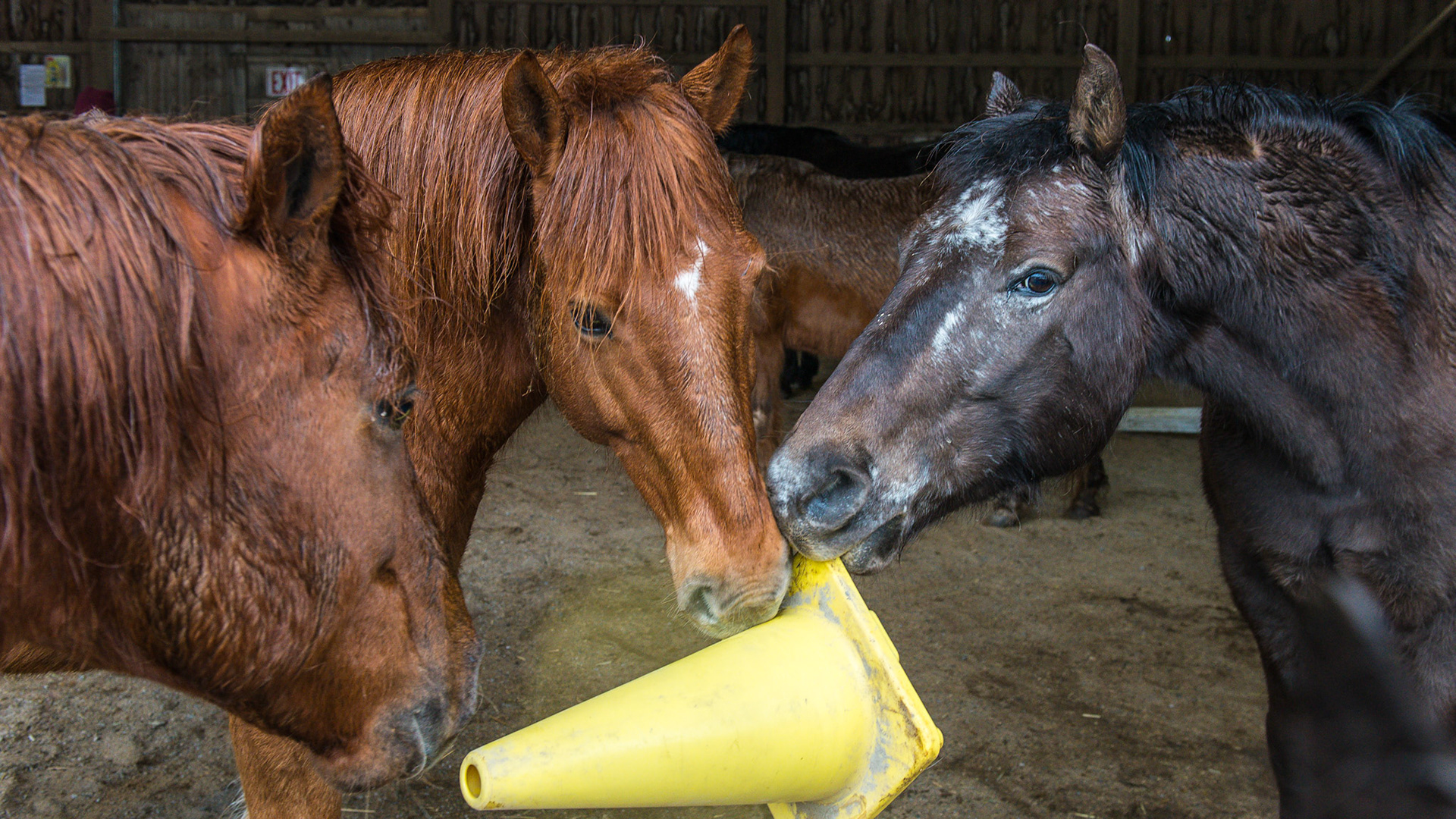 Normal playing between horses that are happy in their environment.  Good social skills are evident here with about 10 other horses present but not interested in this game.
