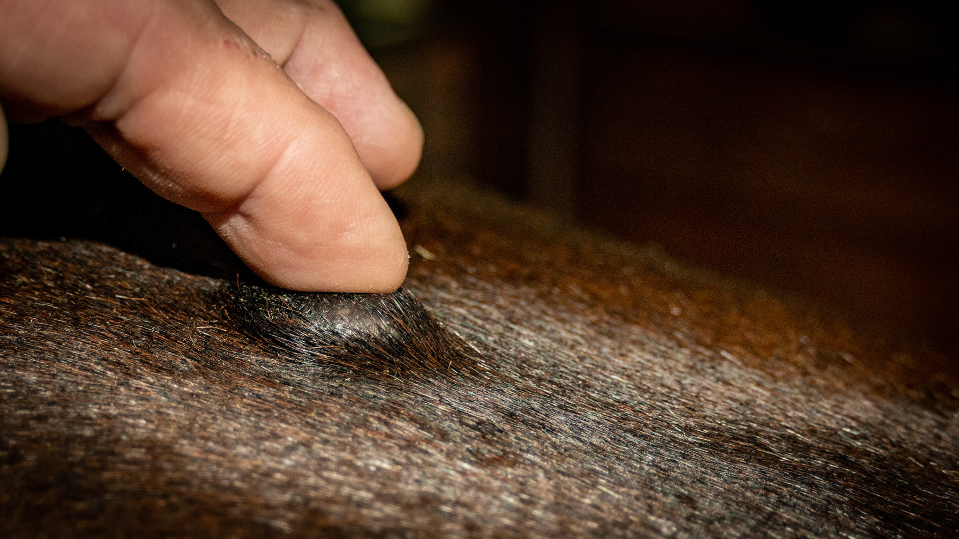 Soft non-painful lump on the midline on this horse's back.