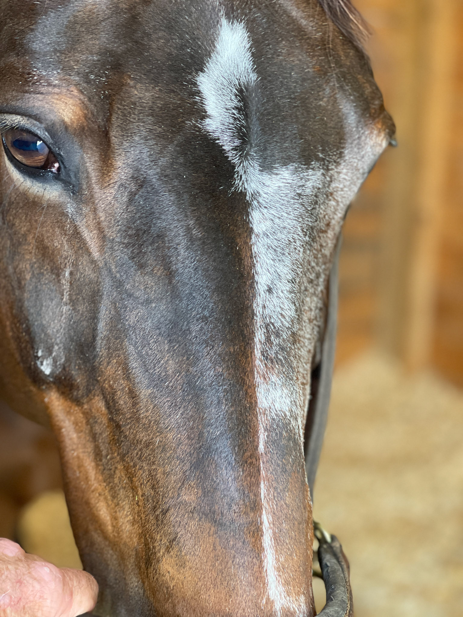 Interesting face pattern.