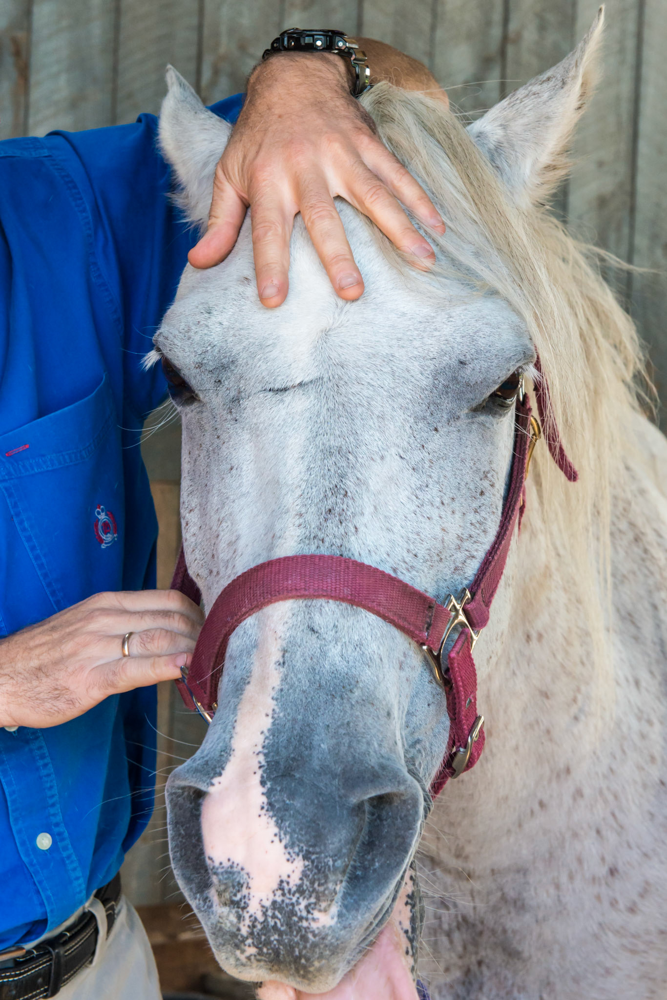 A veterinarian applying chiropractic therapy to a horse