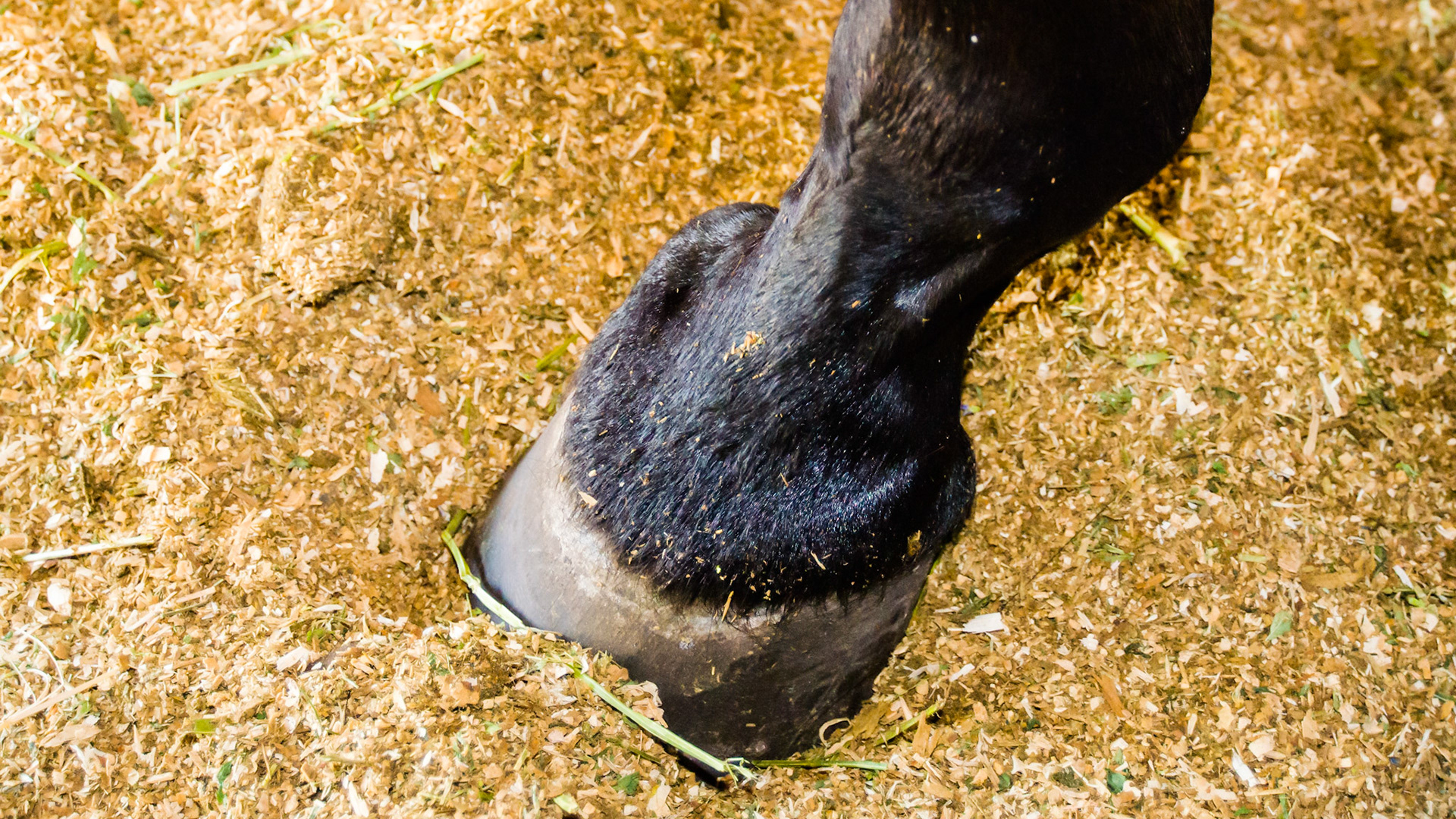 Sidebone of the lateral side of the RF.  This is the ossification (the addition of calcium) of the collateral cartilages of the coffin bone.  The usual cause is over work such as plowing affecting both hooves but with just one side of one hoof, trauma is more likely in this case.
