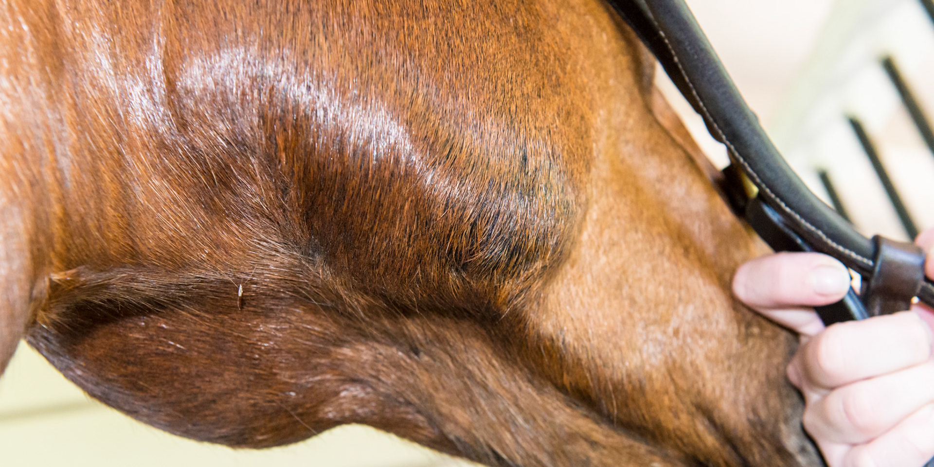 Horse C - 10 months later with no visible remains of the massive lump (see earlier images labeled Horse C).