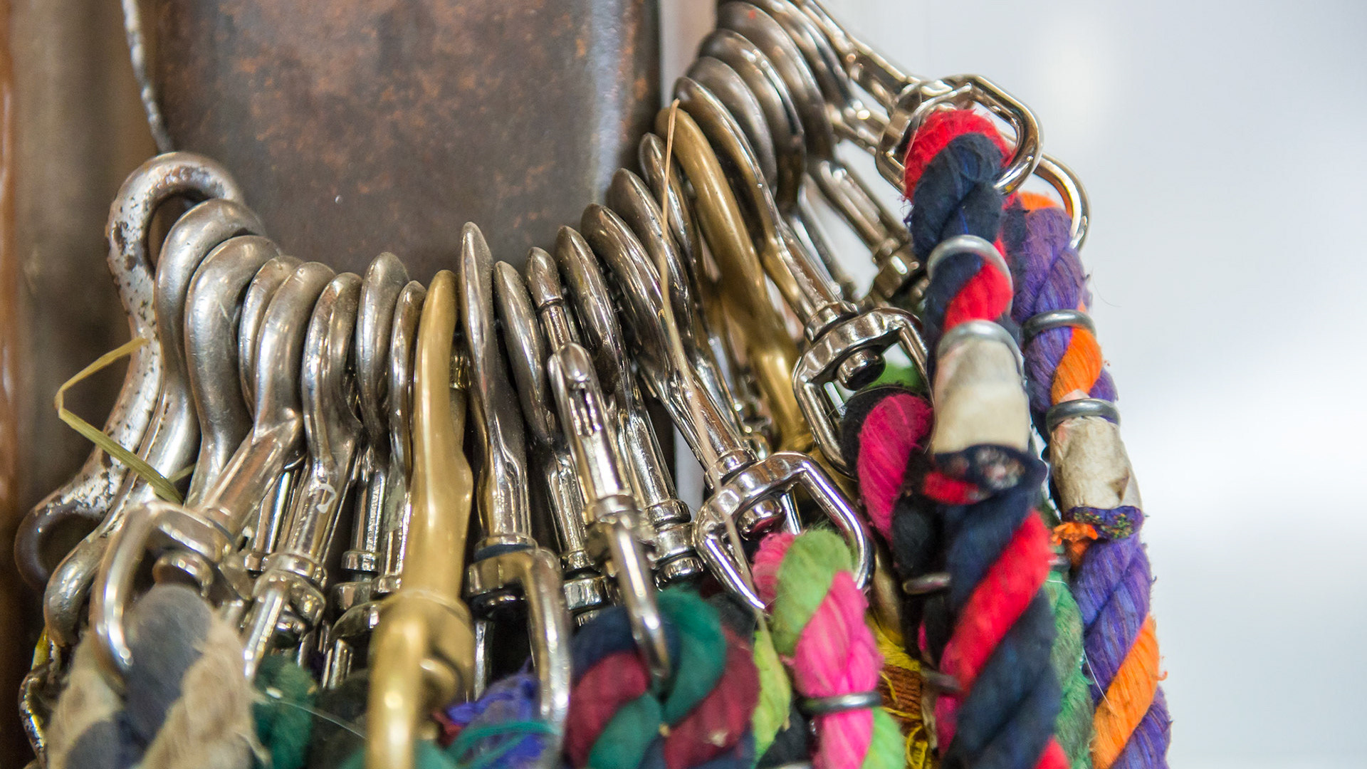Halters and leads ready for use at a farm where everything is done with a halter and lead rope.