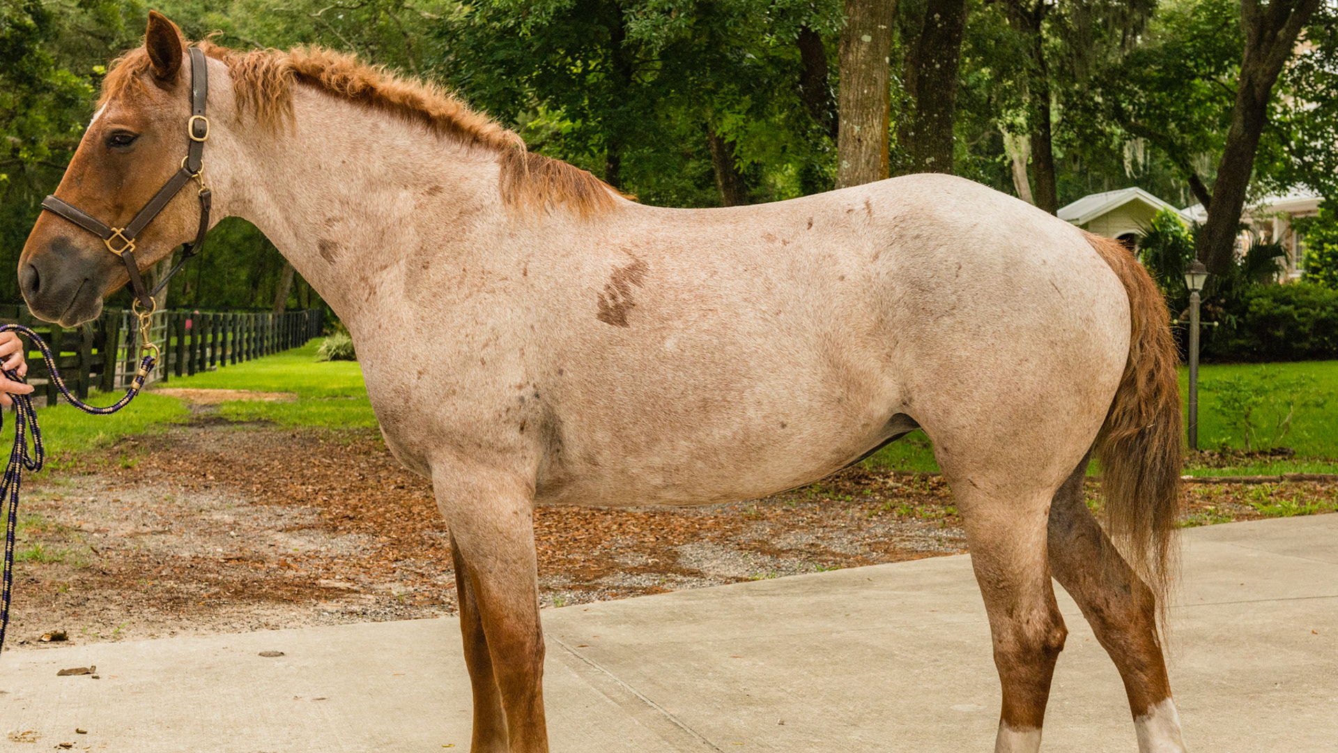 Red roan - Mustang Curly Horse A - BCS 6 - Moderately Fleshy ~ A slight trough above the backbone but not the tail head.  Fat can easily be felt over the ribs and tail head and fat deposits can be seen along the withers, neck, and shoulders.