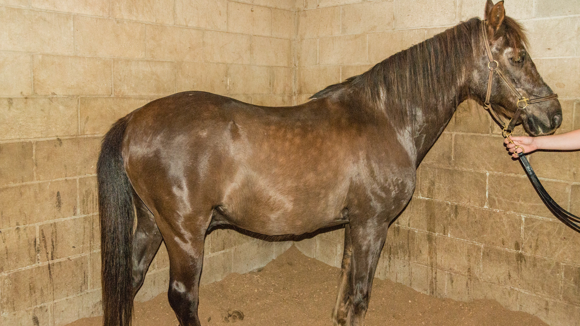 Shiny and dappled. BCS of 6 after winter with half of the teeth worn to the gum and quidding hay and some grass. 31yr 5/16/1982 G QH bay Horse B - BCS 6 - Moderately Fleshy ~ A slight trough above the backbone but not the tail head.  Fat can easily be felt over the ribs and tail head and fat deposits can be seen along the withers, neck, and shoulders.