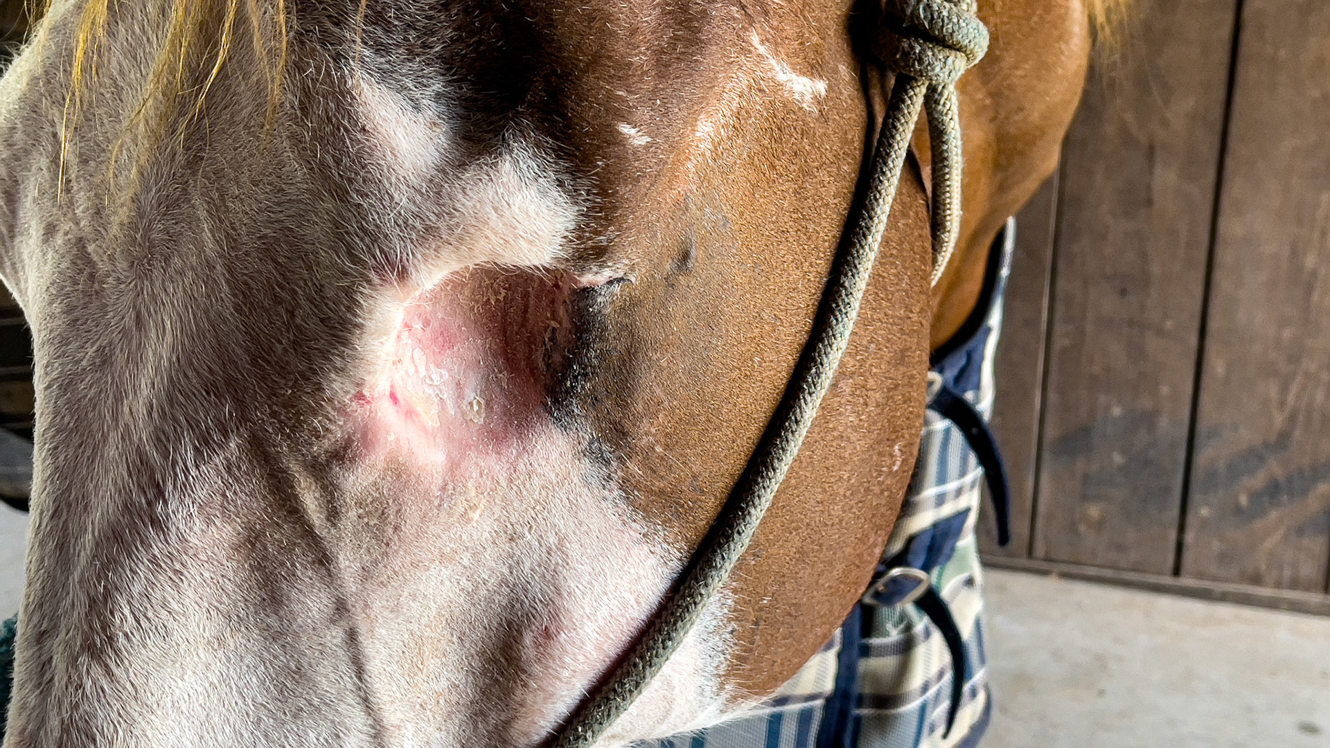 Squamous cell carcinoma (cancer) of the left eyelid and associated eye tissue. This eye was enucleated, and the horse became pain-free. A prosthesis is not used here requiring the owner to clean out the socket daily.