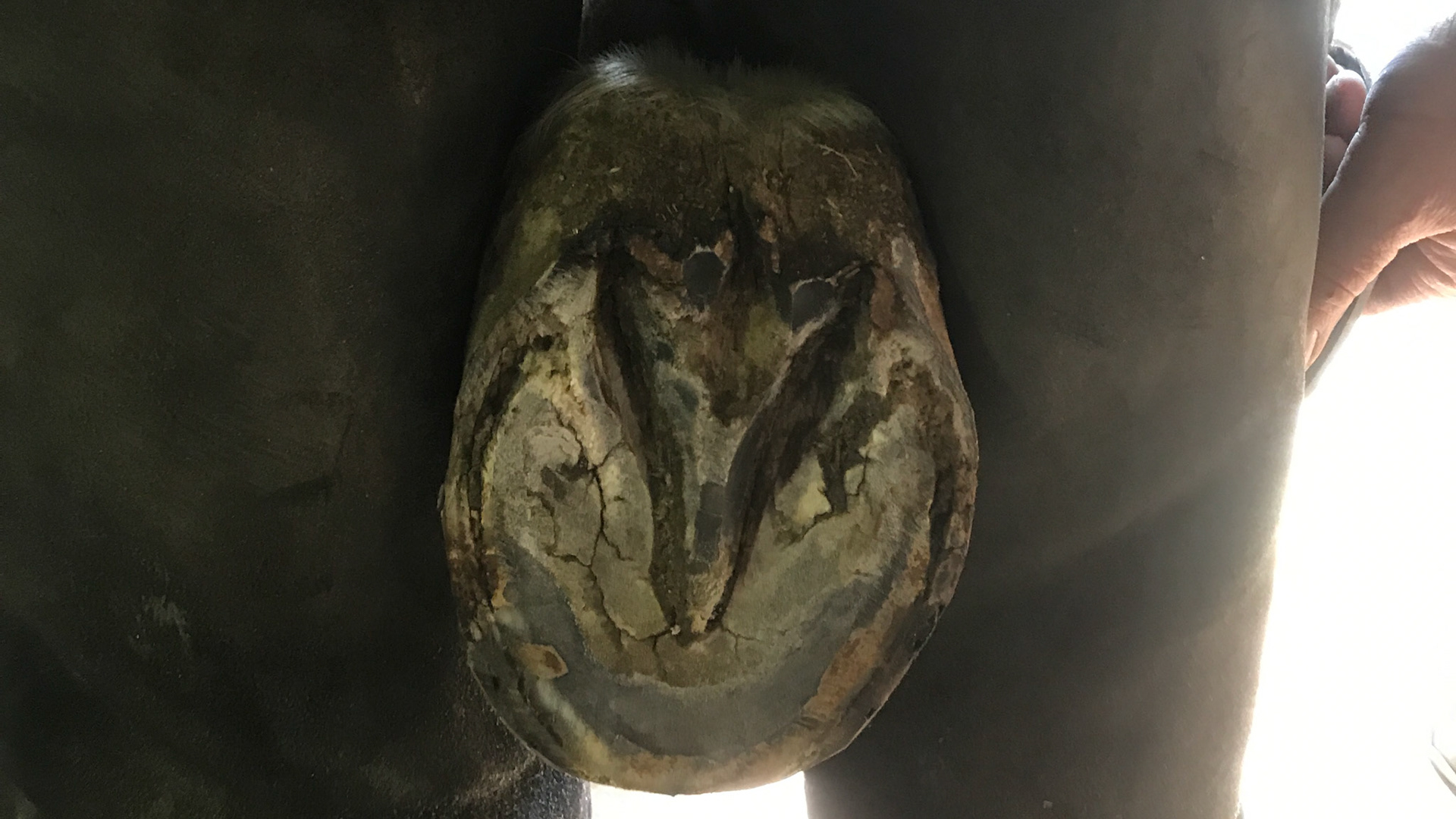 Broken pastern - hoof axis with under-run heels. Note the amount of distance from where the last part of the hoof touches the ground and the vertical line dropped from the back of the heel bulb.  An image from the sole view will show how far this hoof is under-run giving no support to the caudal part of the hoof.  This confirmation is classic for the development of caudal heel pain / navicular disease which this horse has been diagnosed with.