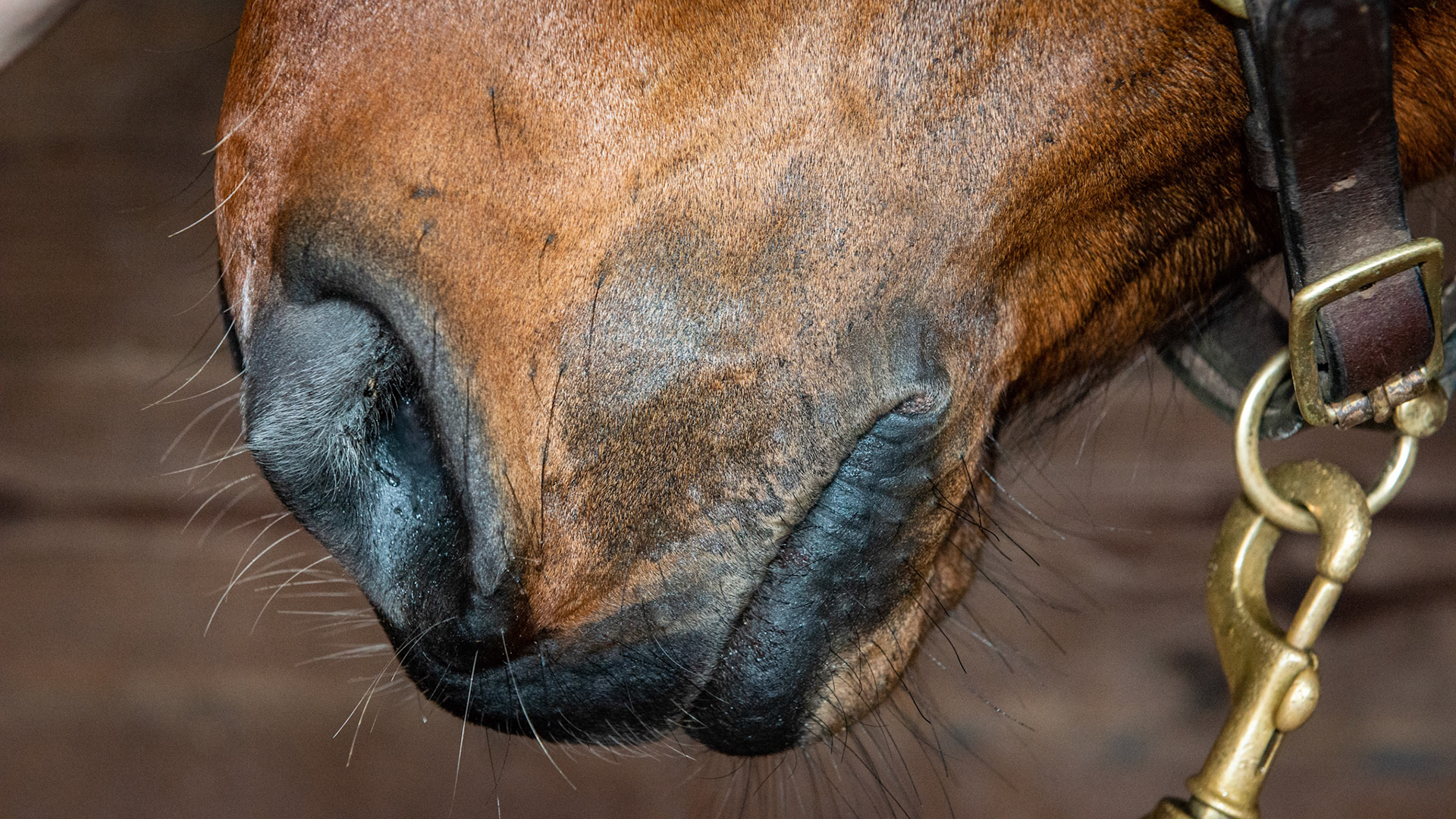 Thorns in the hay creating a sore under the upper lip on the left side of the muzzle.  Skin sweating and general discomfort with a lip injury from thorns in the hay.