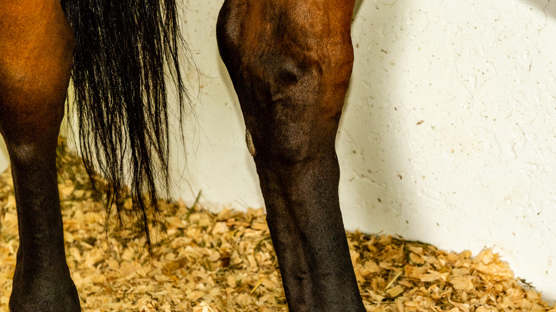 Firm lumps just below tarsus on the distal lateral side of both hocks