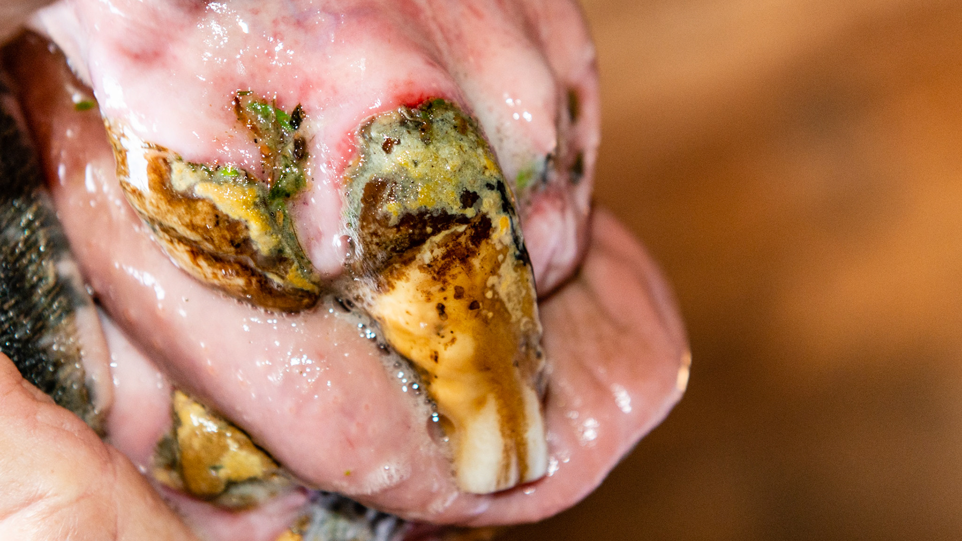 EOTRH horse 17 - Severe EOTRH with multiple missing teeth with loss of tongue containment.