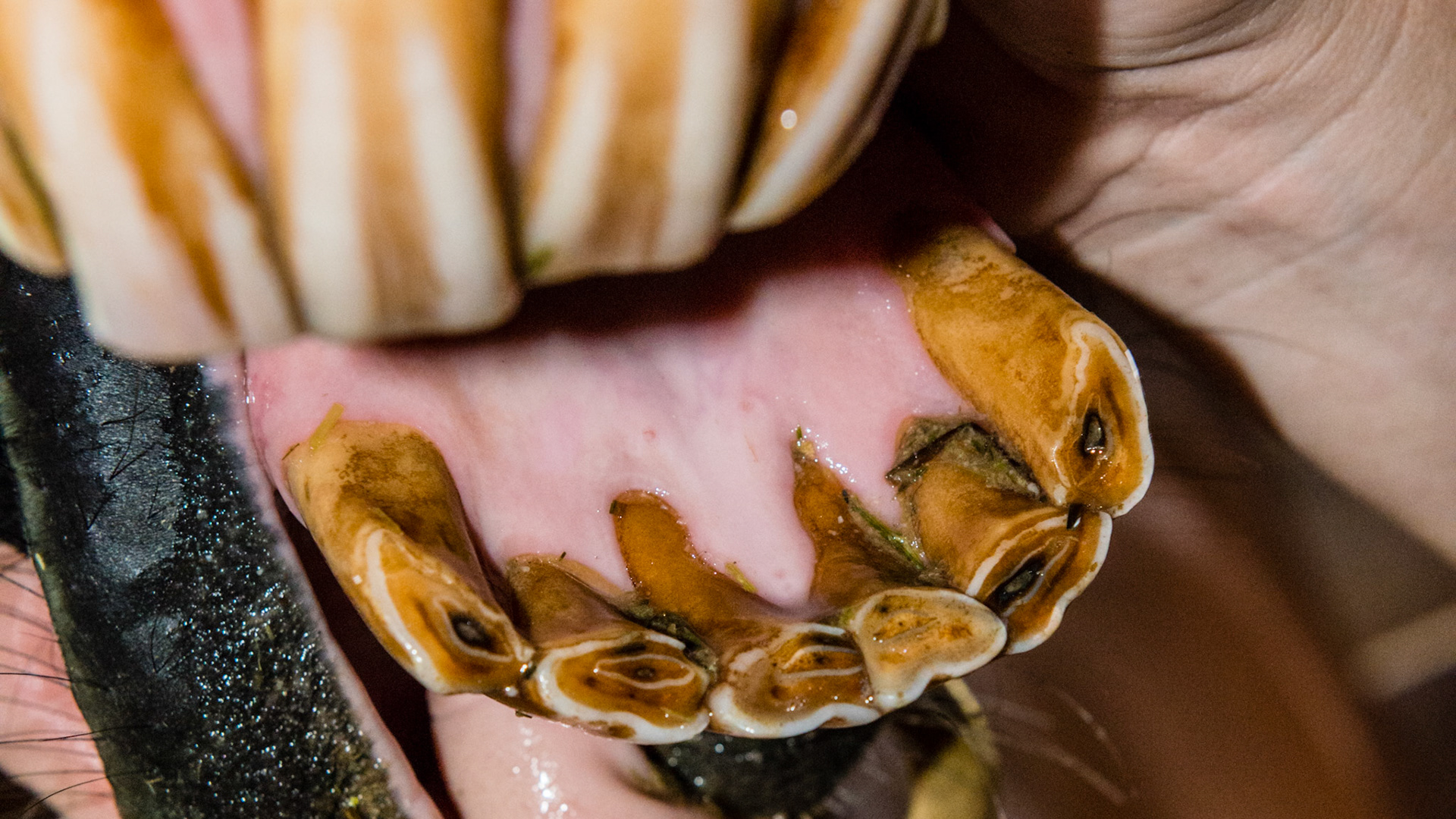 EOTRH horse 15 - Incisors not painful but #106 and 107 cheek teeth were painful when floating. Owner may take radiographs though EOTRH is rare in the cheek teeth.