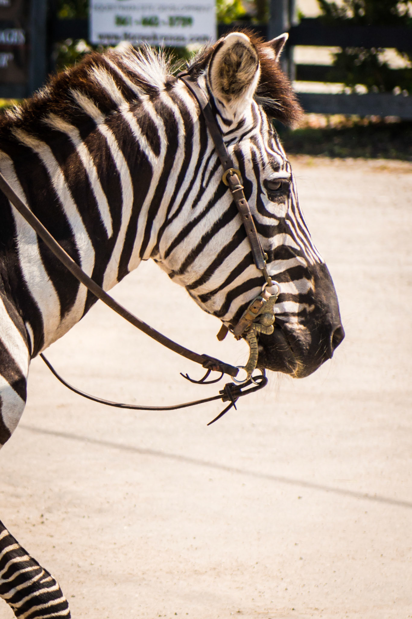 Zebra on a Wellington FL road one afternoon.