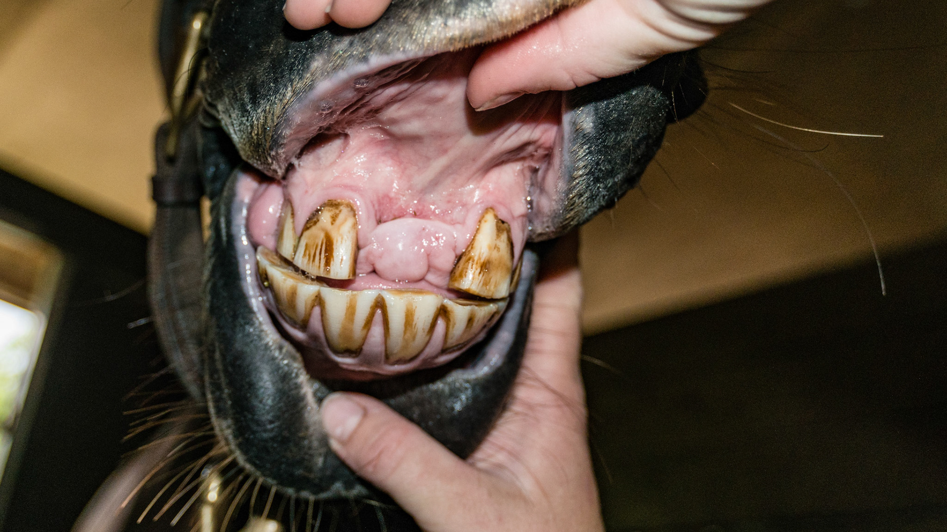 7 yr old with a history of incisor damage from a kick when he was a foal (wrong mother).