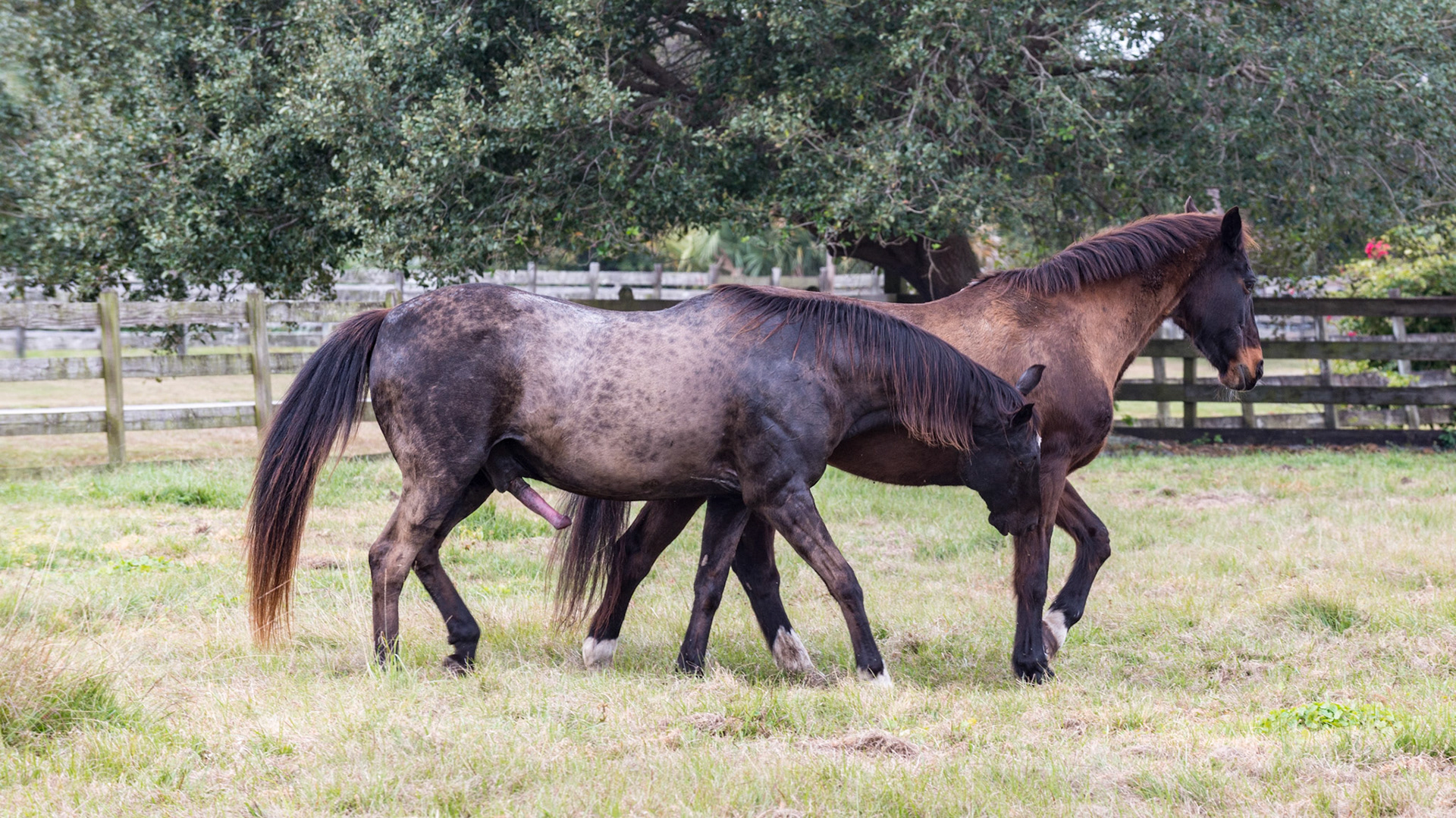 17/25 - He persists with assertive stallion behavior by biting her forearm, something she doesn't like.